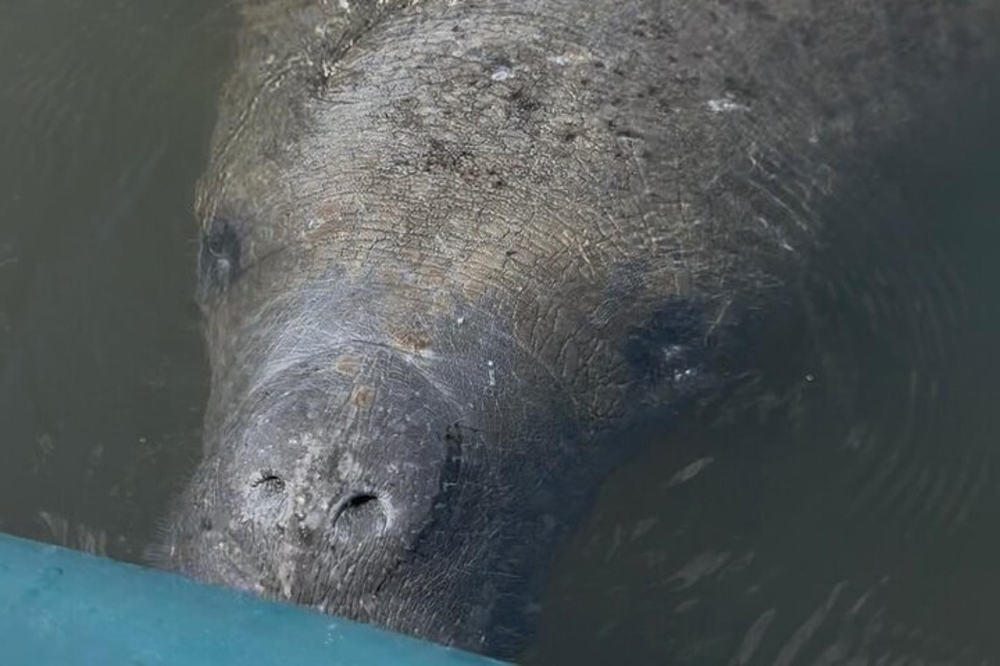 Tampa Kayak Tour at EG Simmons Park