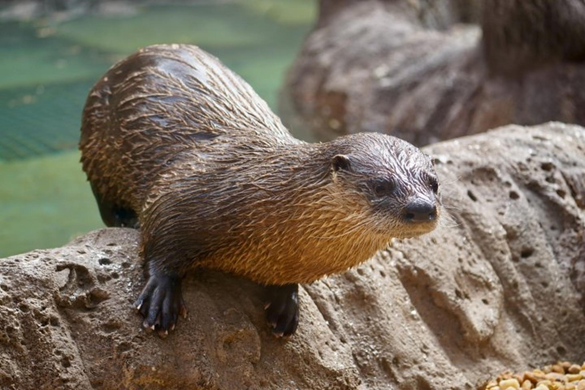 Tampa Zoo and Aquarium Admission - Image 6