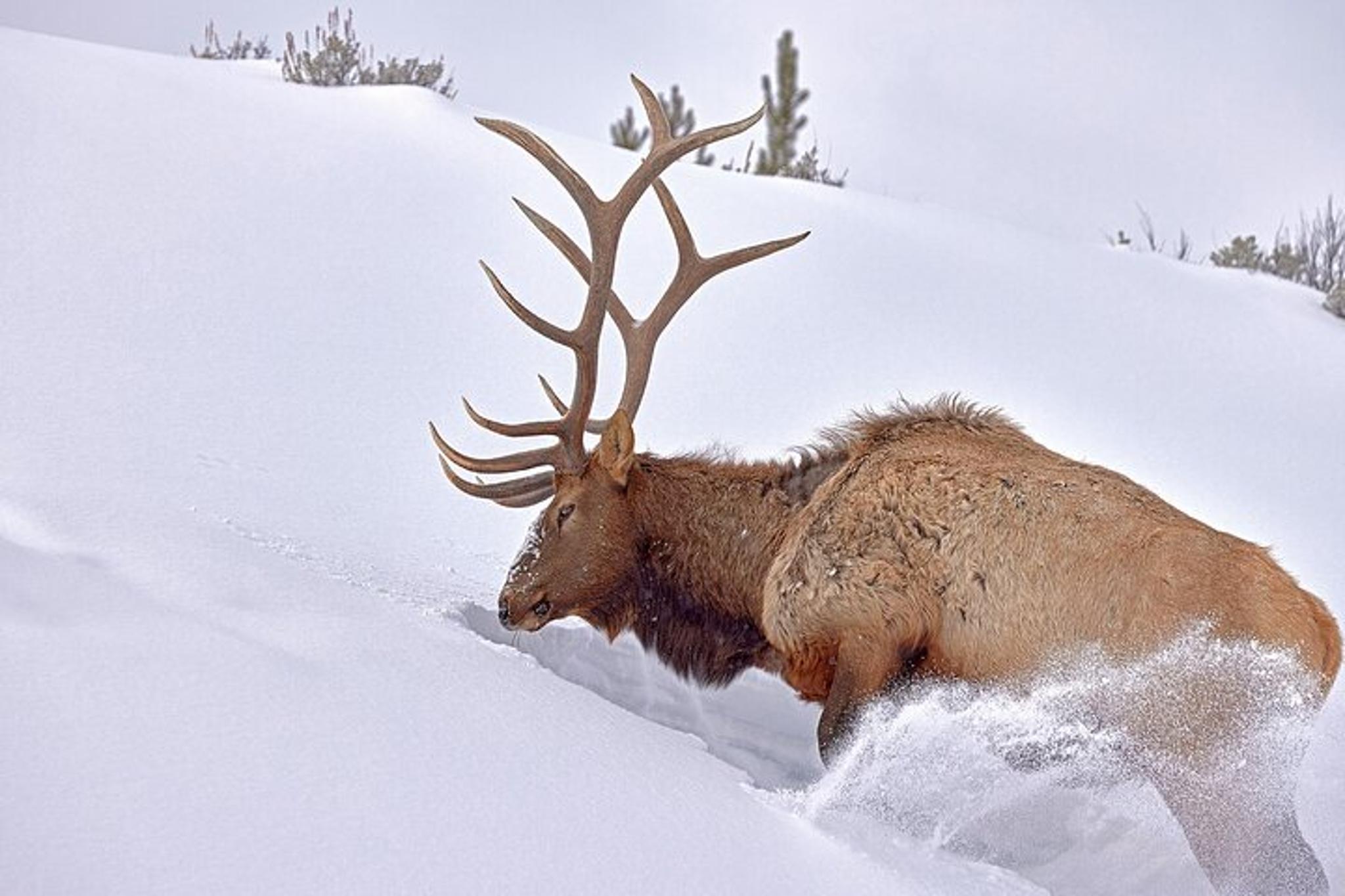 Yellowstone Wildlife Photo Safari Half Day - Image 6