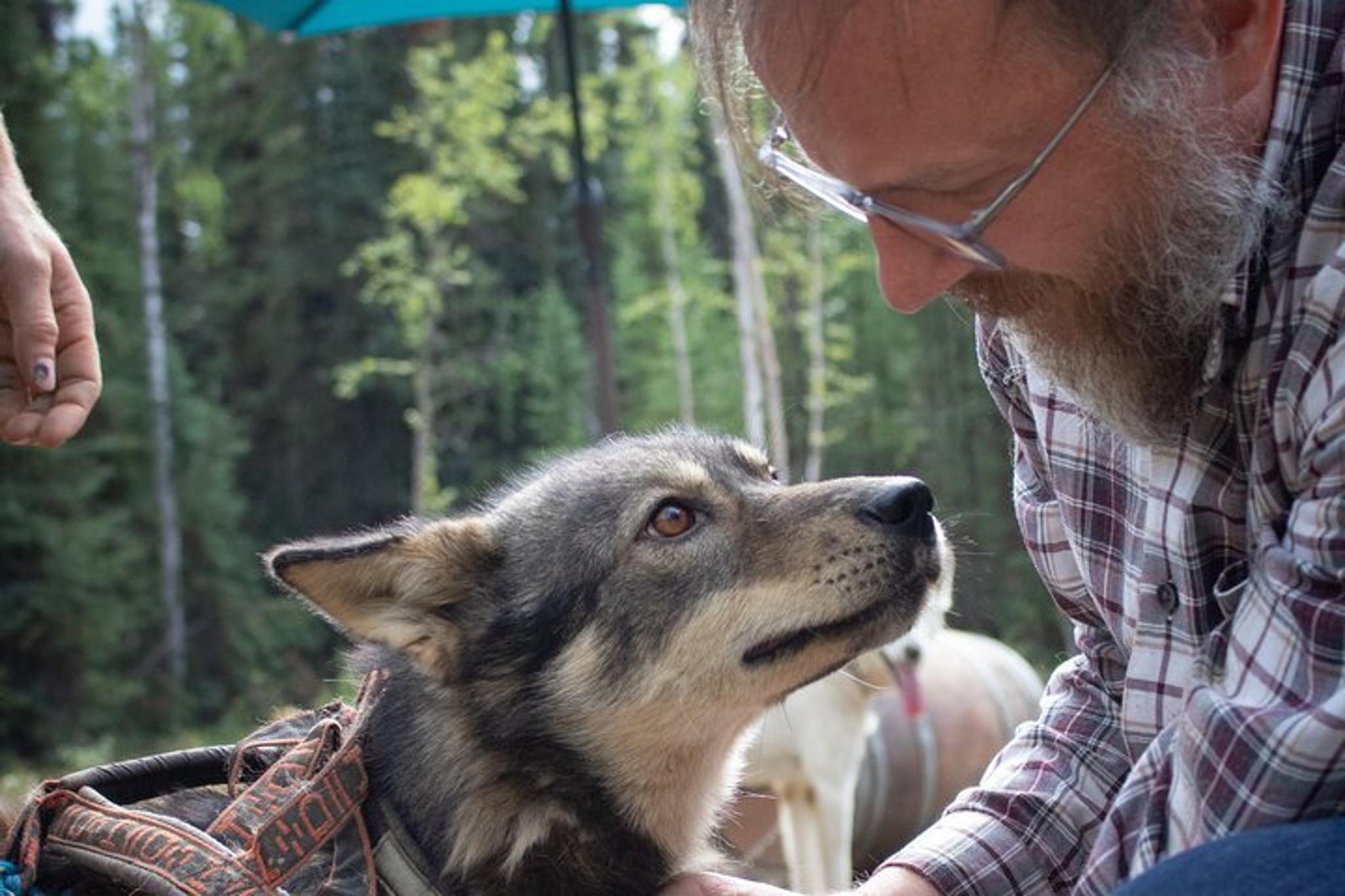 Fairbanks Sled Dog Mushing Cart Ride - Image 5