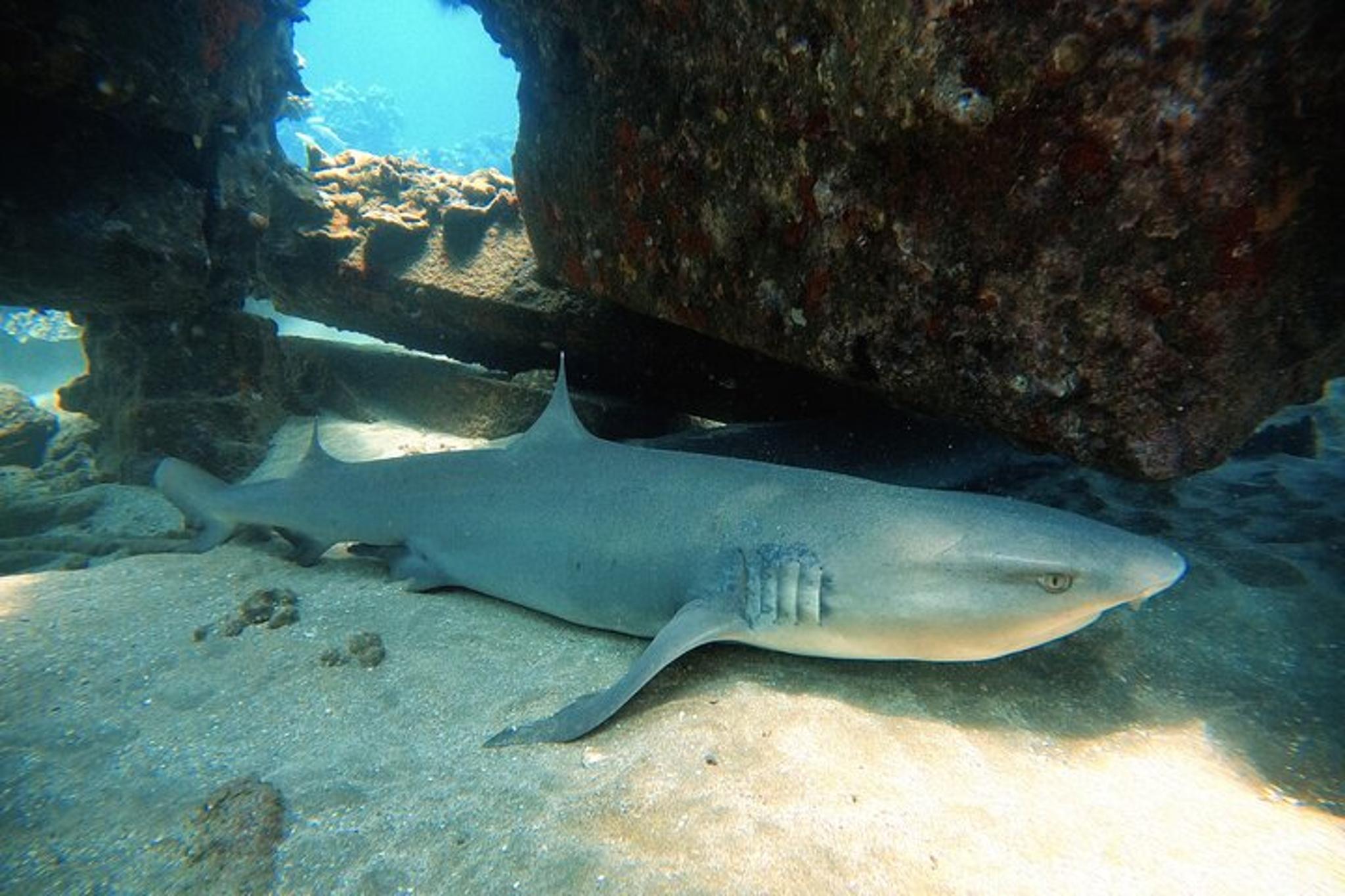 Maui Scuba Diving Adventure 1 hr - Image 4