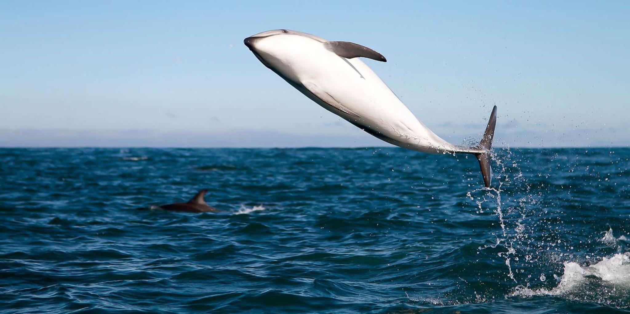 San Diego Whale Watching Tour - Image 2