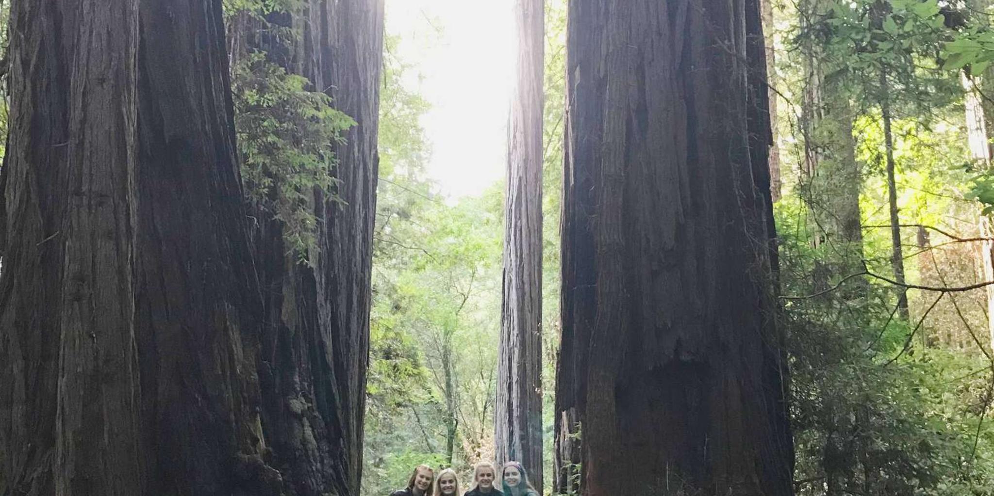 San Francisco Muir Woods and Sausalito Private Tour 3.5 hr