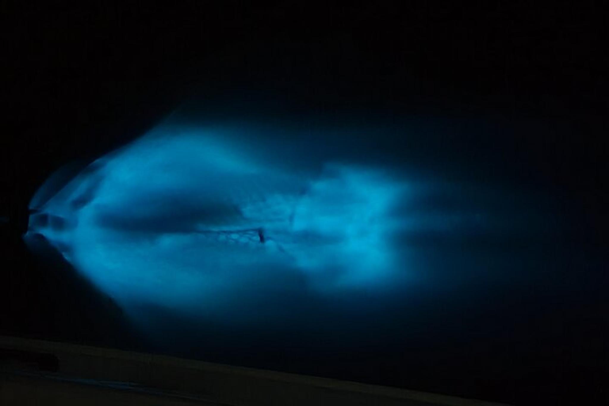 Cocoa Beach Bioluminescence Tour at Sunset - Image 4