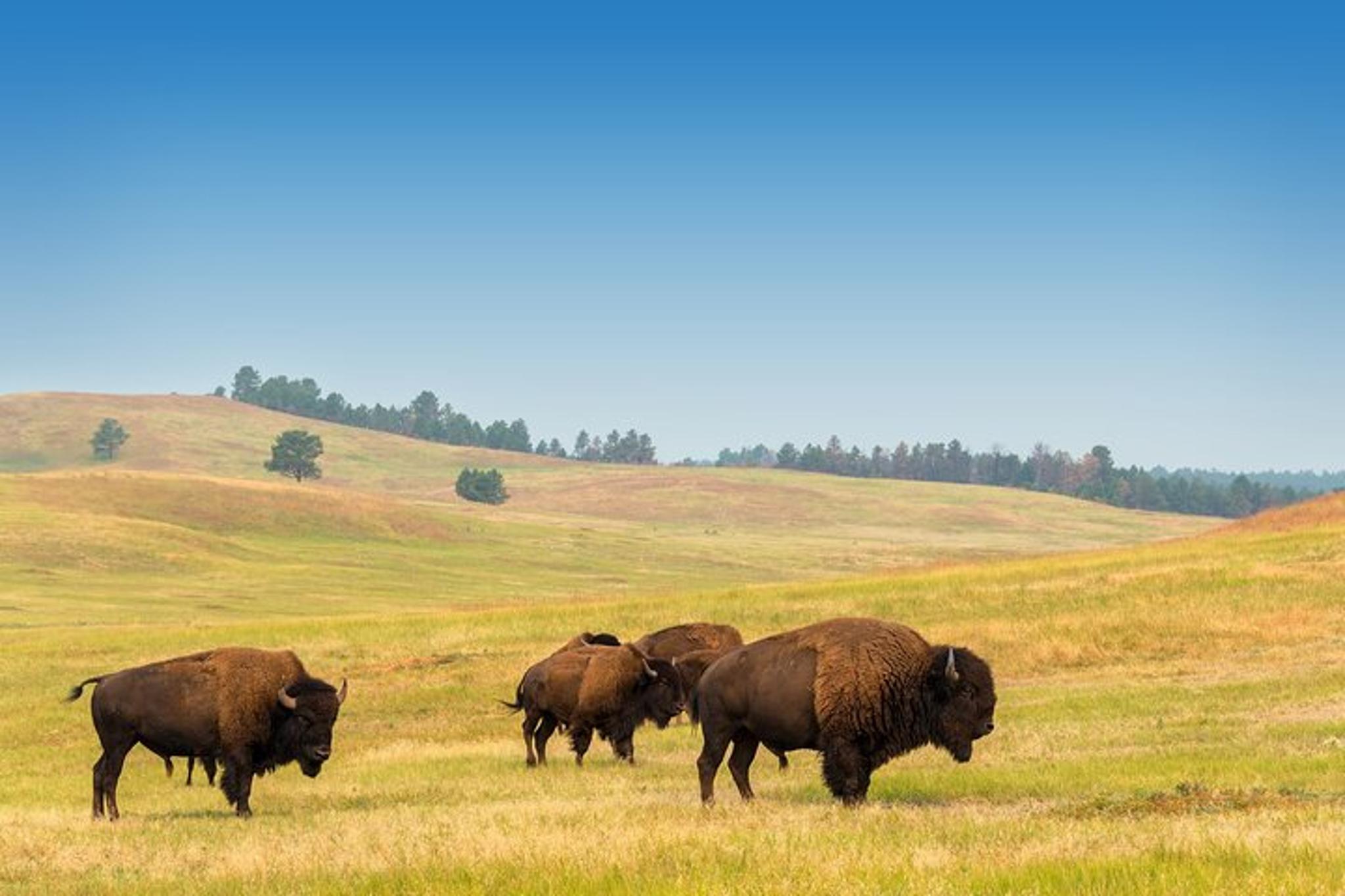 Rapid City Private Tour of Mt Rushmore and Custer State Park - Image 6
