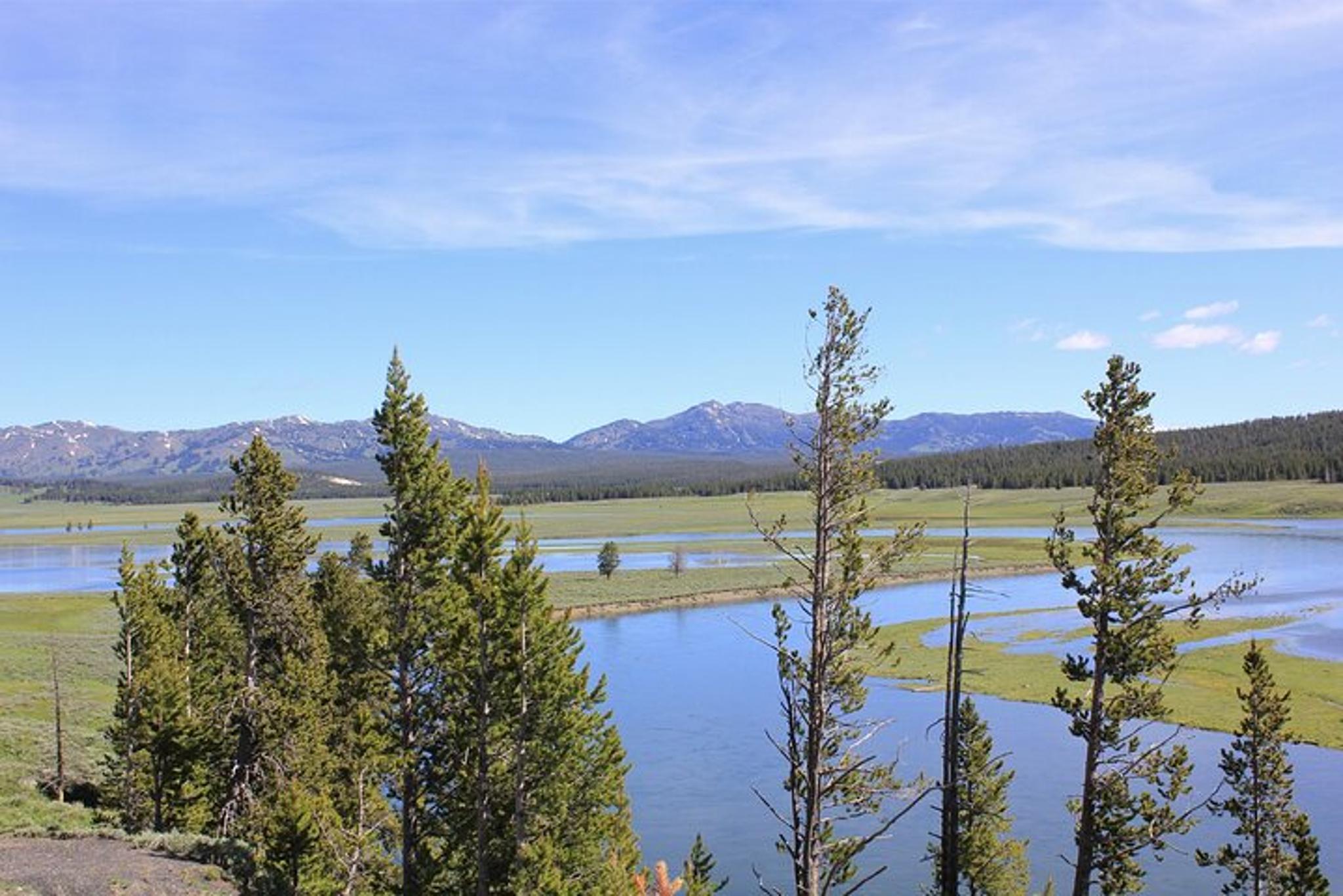 Jackson Hole Yellowstone Wildlife Scenic Day Tour - Image 3