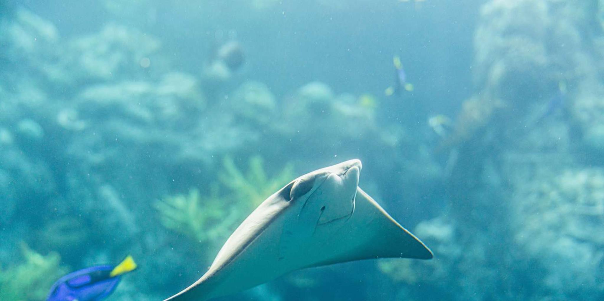 Long Beach Aquarium of the Pacific Entry - Image 2