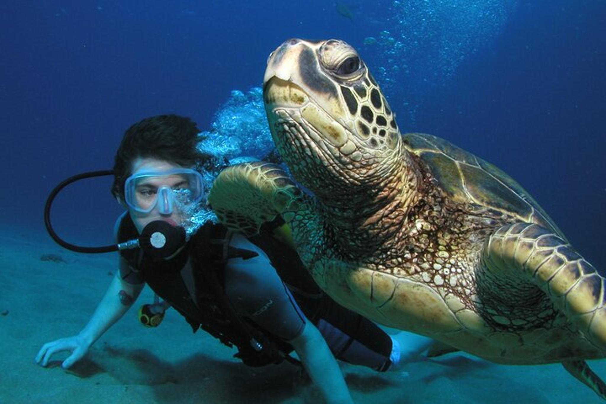 Maui Introductory Scuba Dive - Image 3