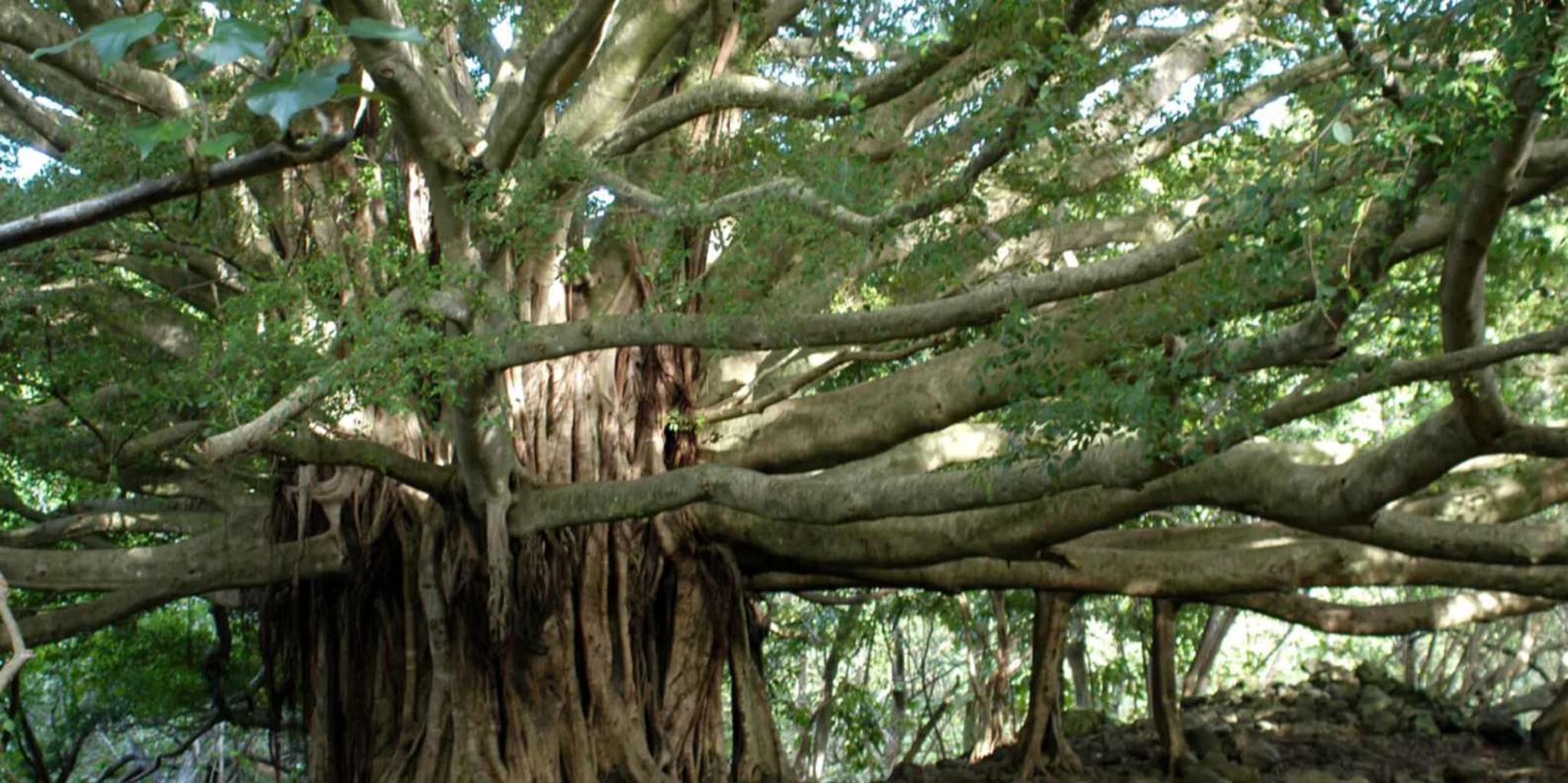 Maui Full-Day Hiking Tour on Hana Highway - Image 3