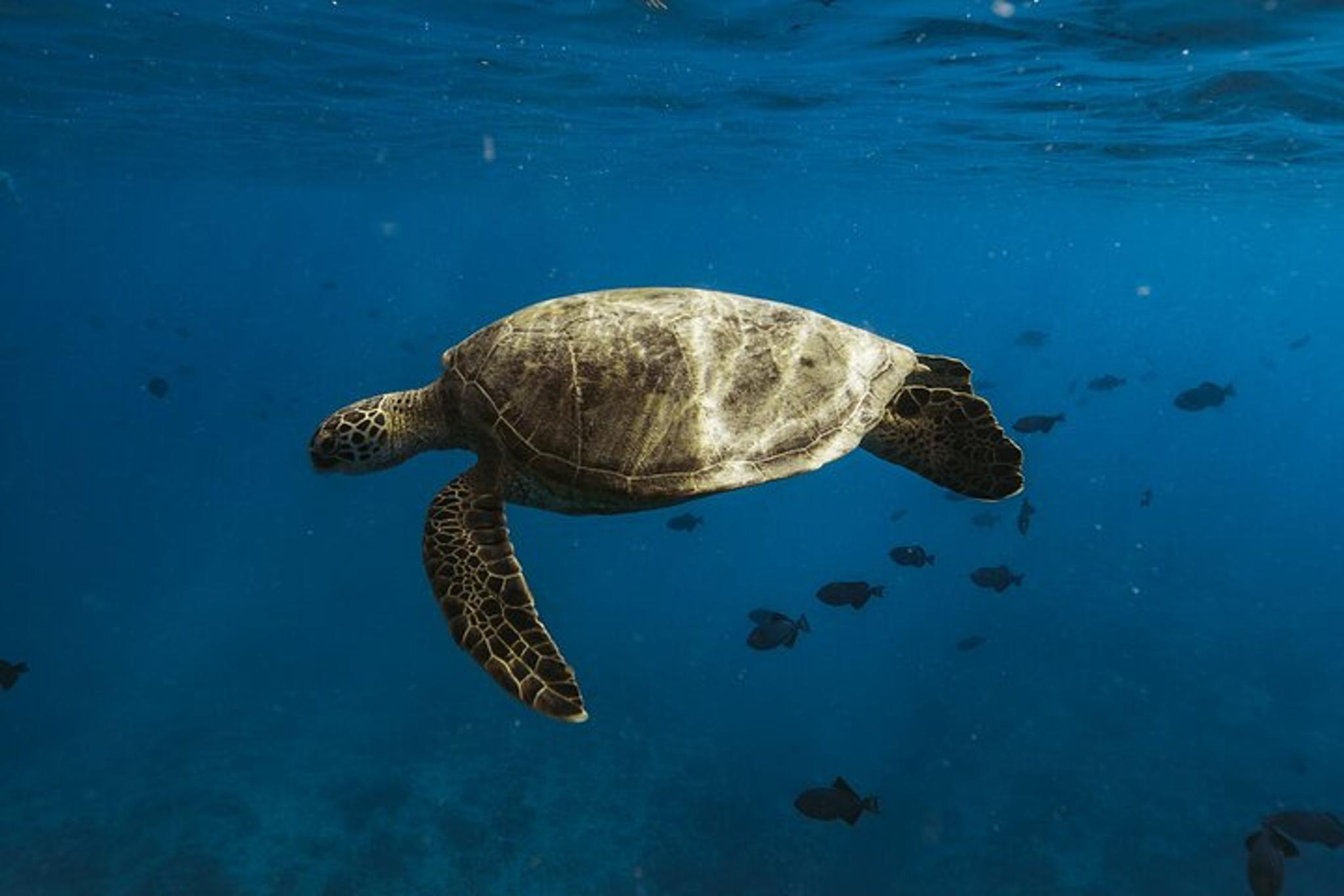 Honolulu Whale Watching and Coastal Swimming Tour - Image 4