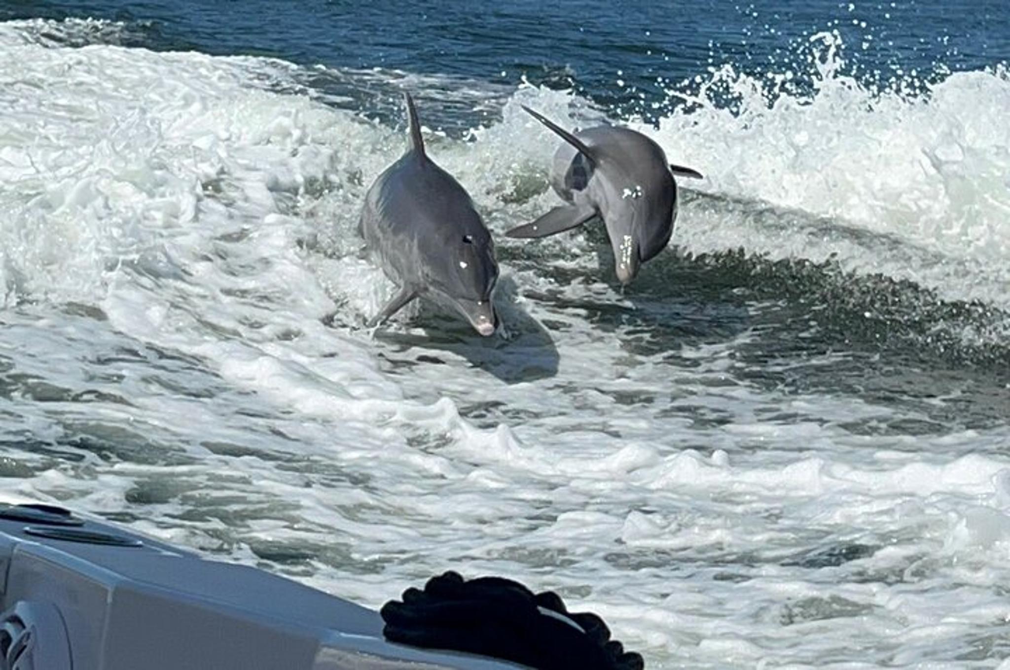 Gulfport Private Snorkeling and Dolphin Tour 4.5 hr