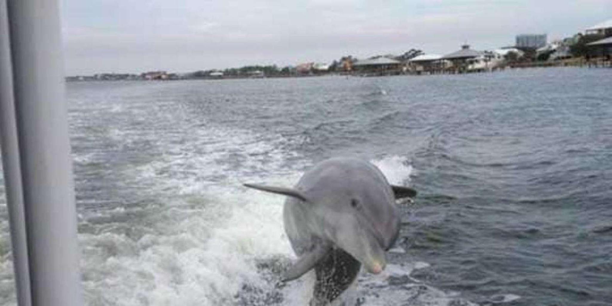 Orange Beach Dolphin Cruise - Image 6