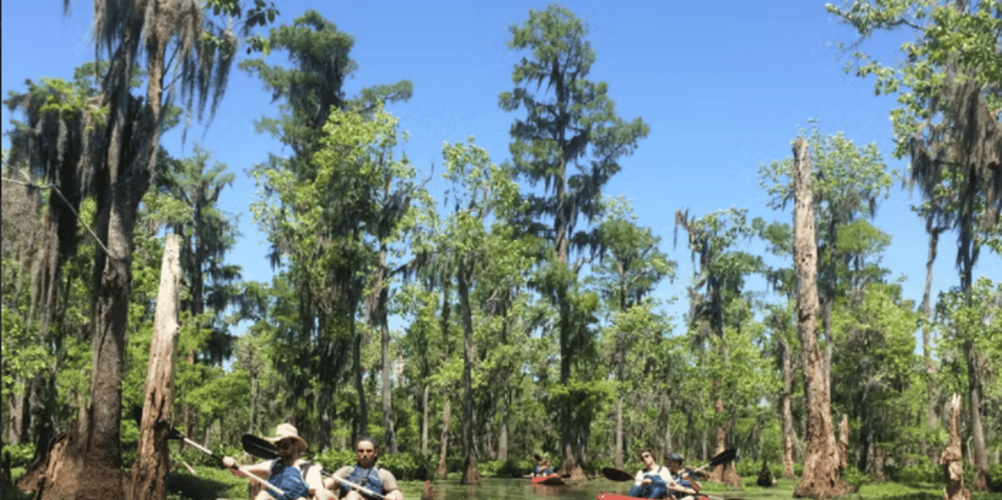 New Orleans Manchac Swamp Kayak Tour - Image 5