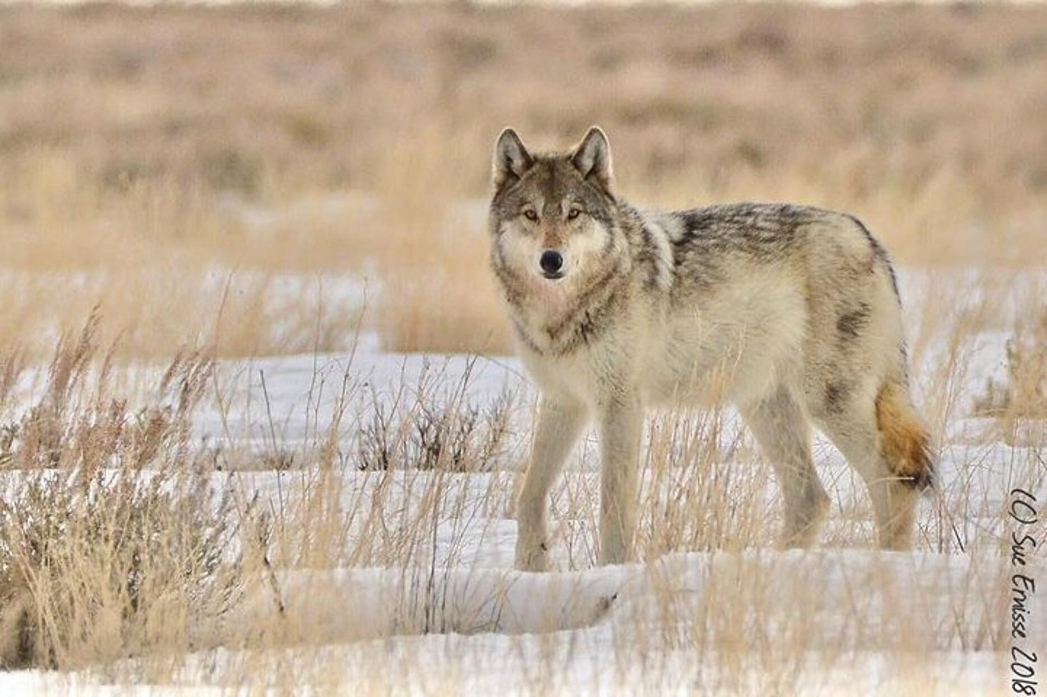 Yellowstone Wolves and Winter Adventure 4 Days - Image 5