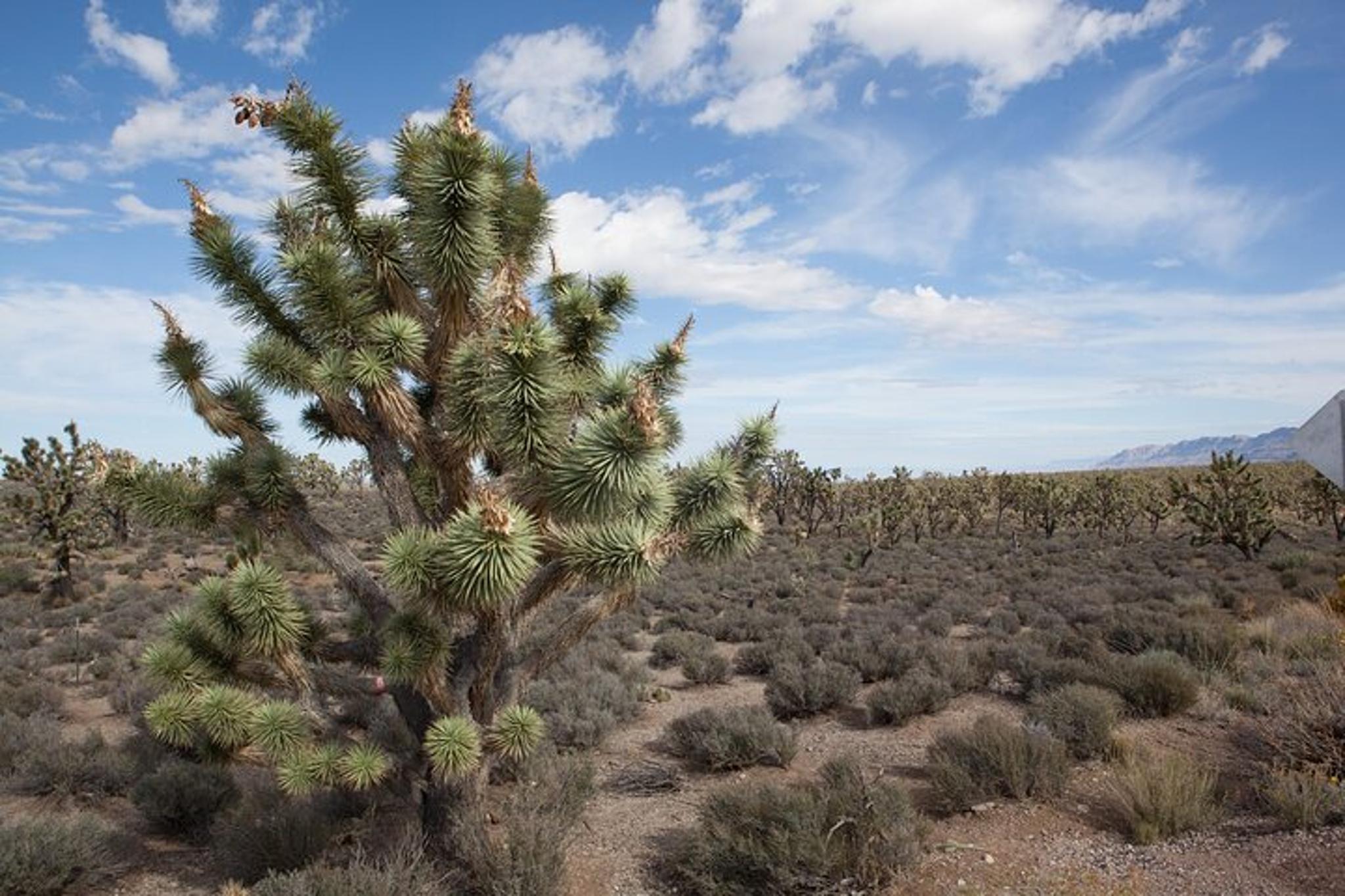 Grand Canyon West Tour - Image 4