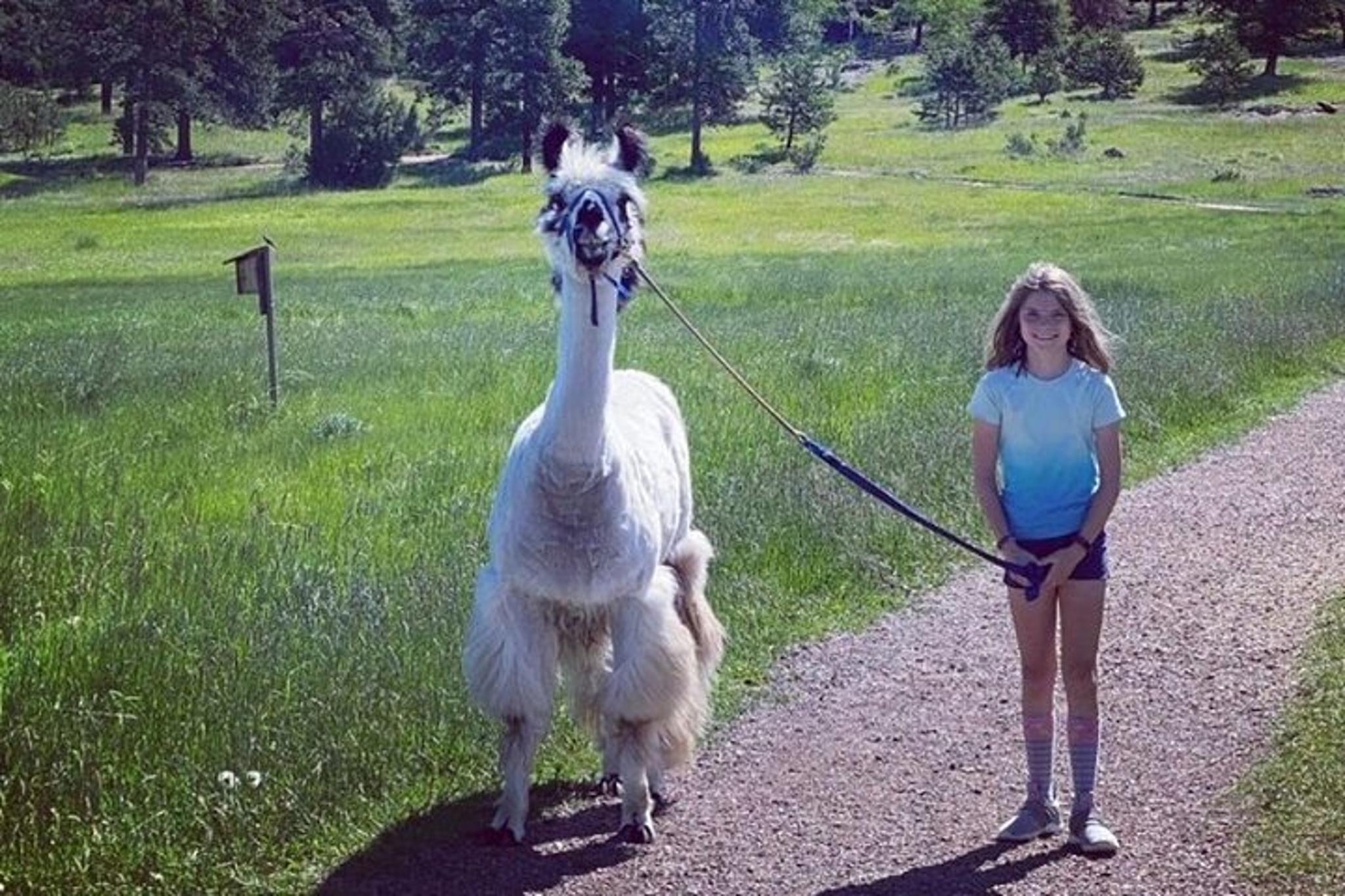 Rocky Mountains Llama Hike - Image 6