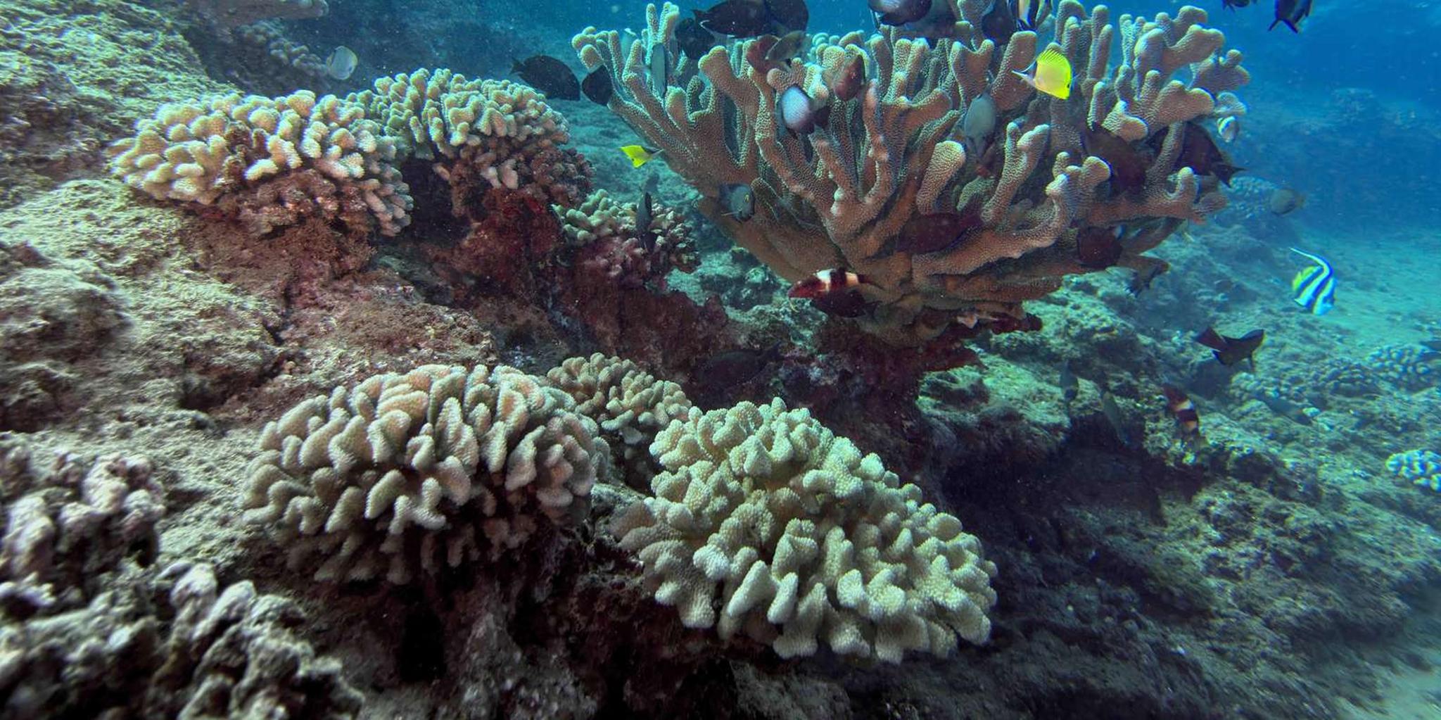 Kauai Shore Diving at Koloa Landing - Image 3