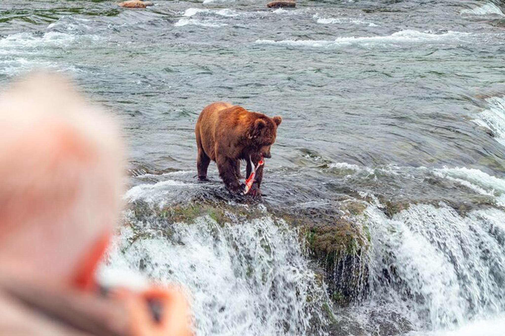 Katmai National Park Bear Viewing at Brooks Falls - Image 4