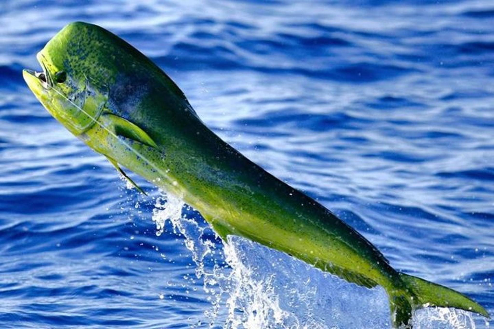 Miami Deep Sea Fishing Charter - Image 5