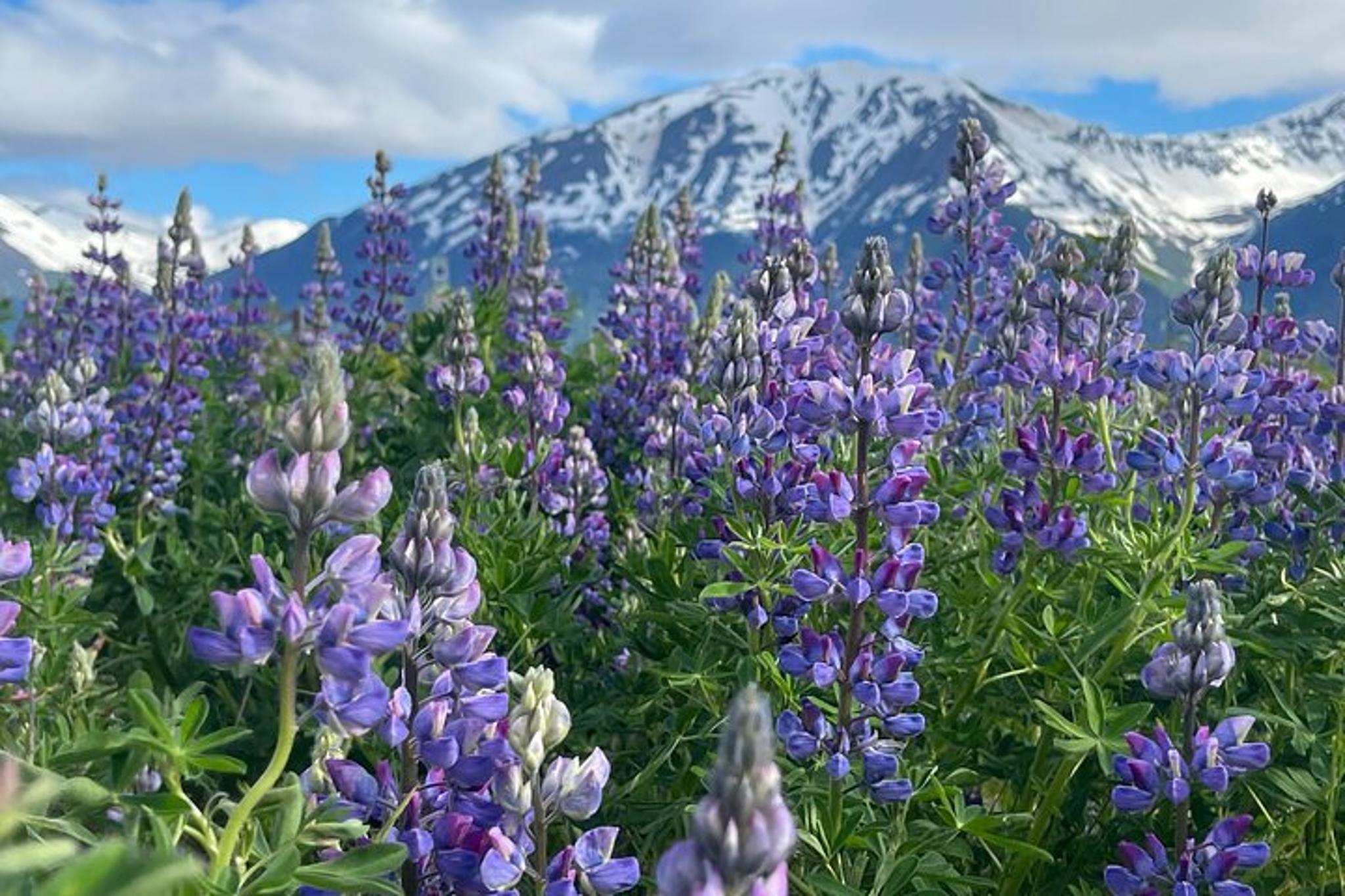 Anchorage Glacier and Wildlife Tour