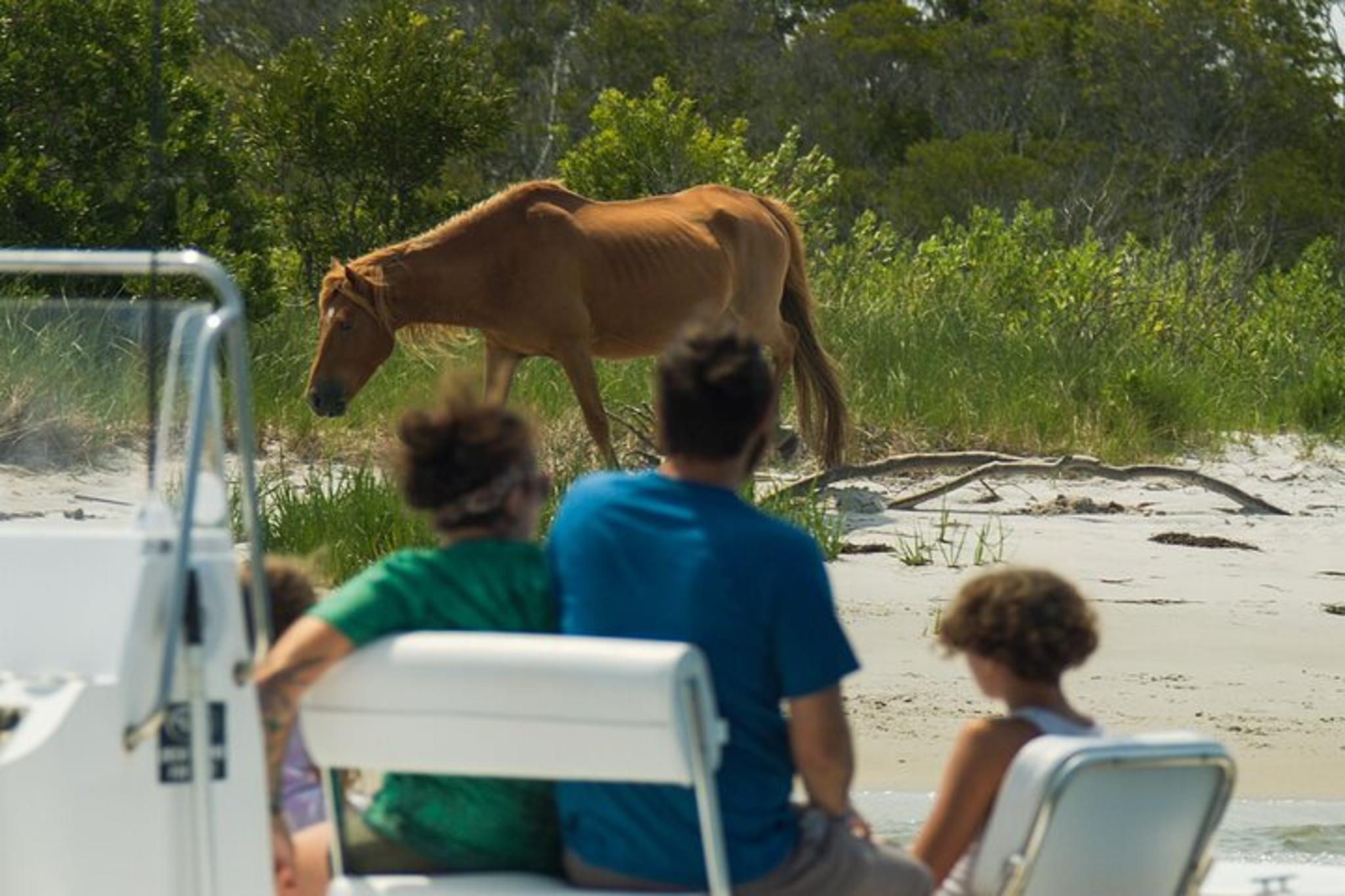 Ocean City Pony Cruise on Assateague Island