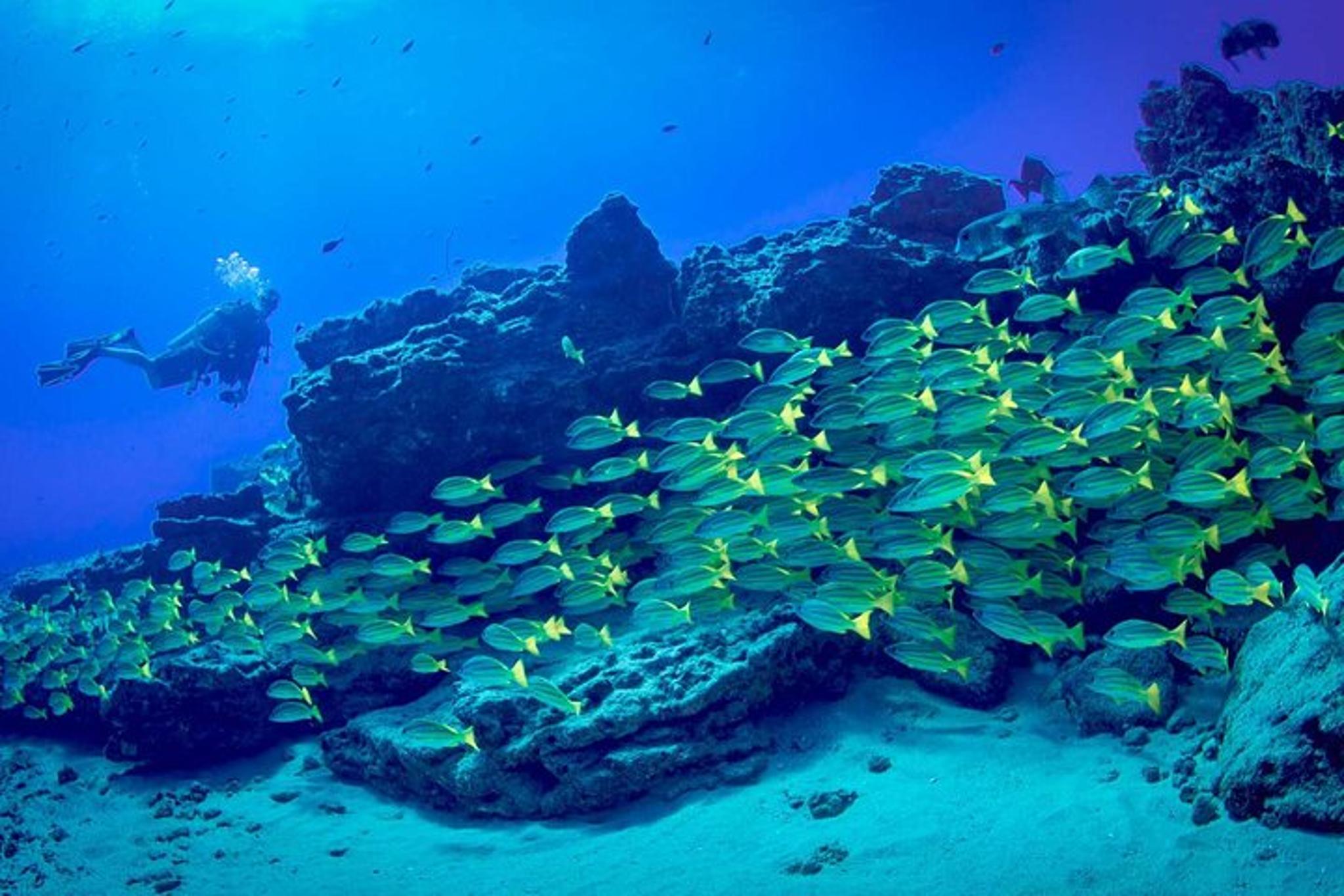 Kauai Dive Boat Adventure for Certified Divers - Image 5