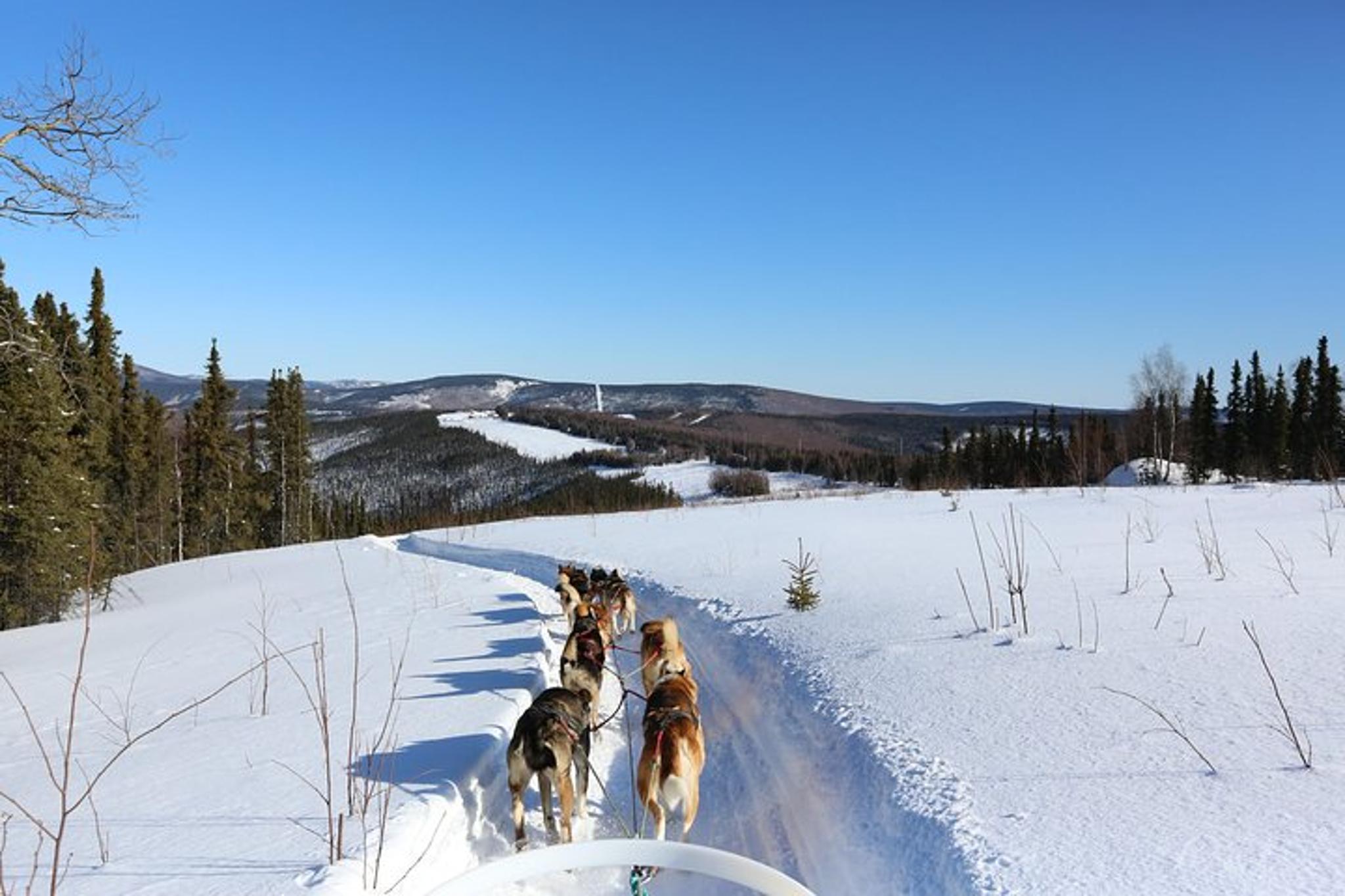 Fairbanks Dog Sledding Tour 1 hr - Image 2