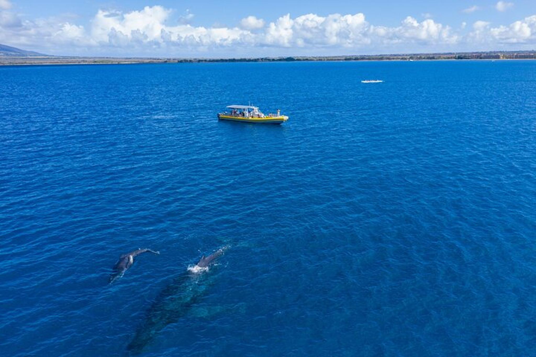 Maui Whale Watching Adventure Aboard Super Raft - Image 6