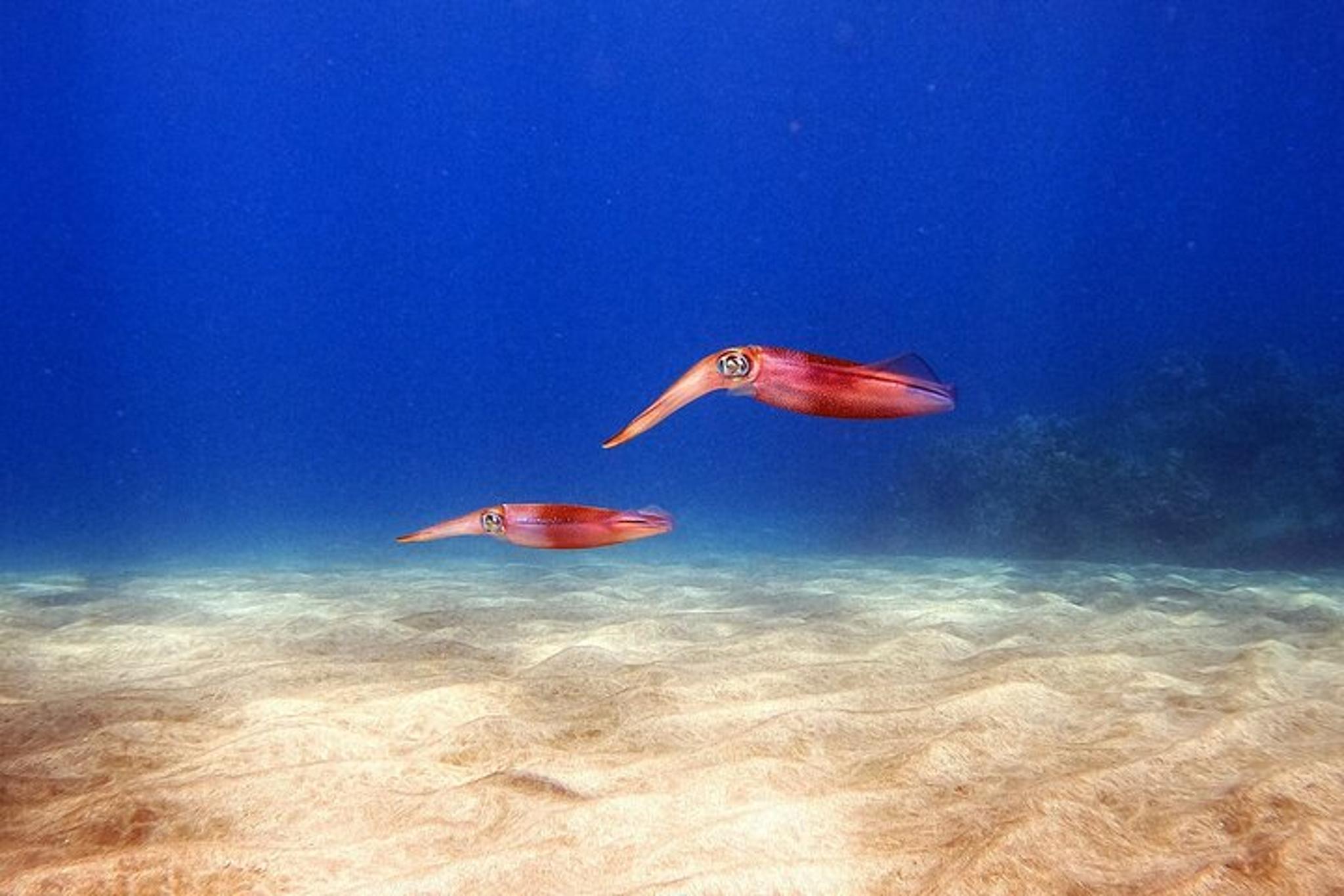 Maui Scuba Diving Adventure 1 hr - Image 6