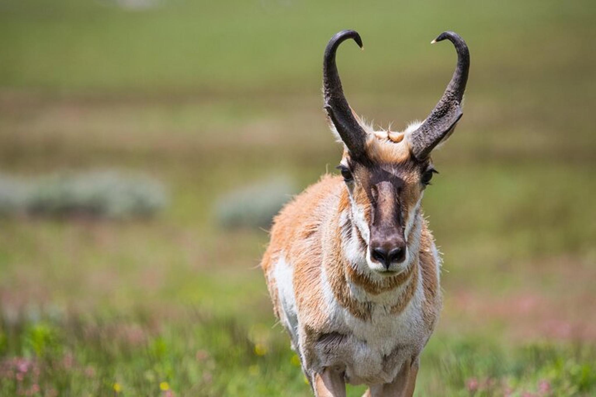 Yellowstone Wildlife Watching Tour - Image 3