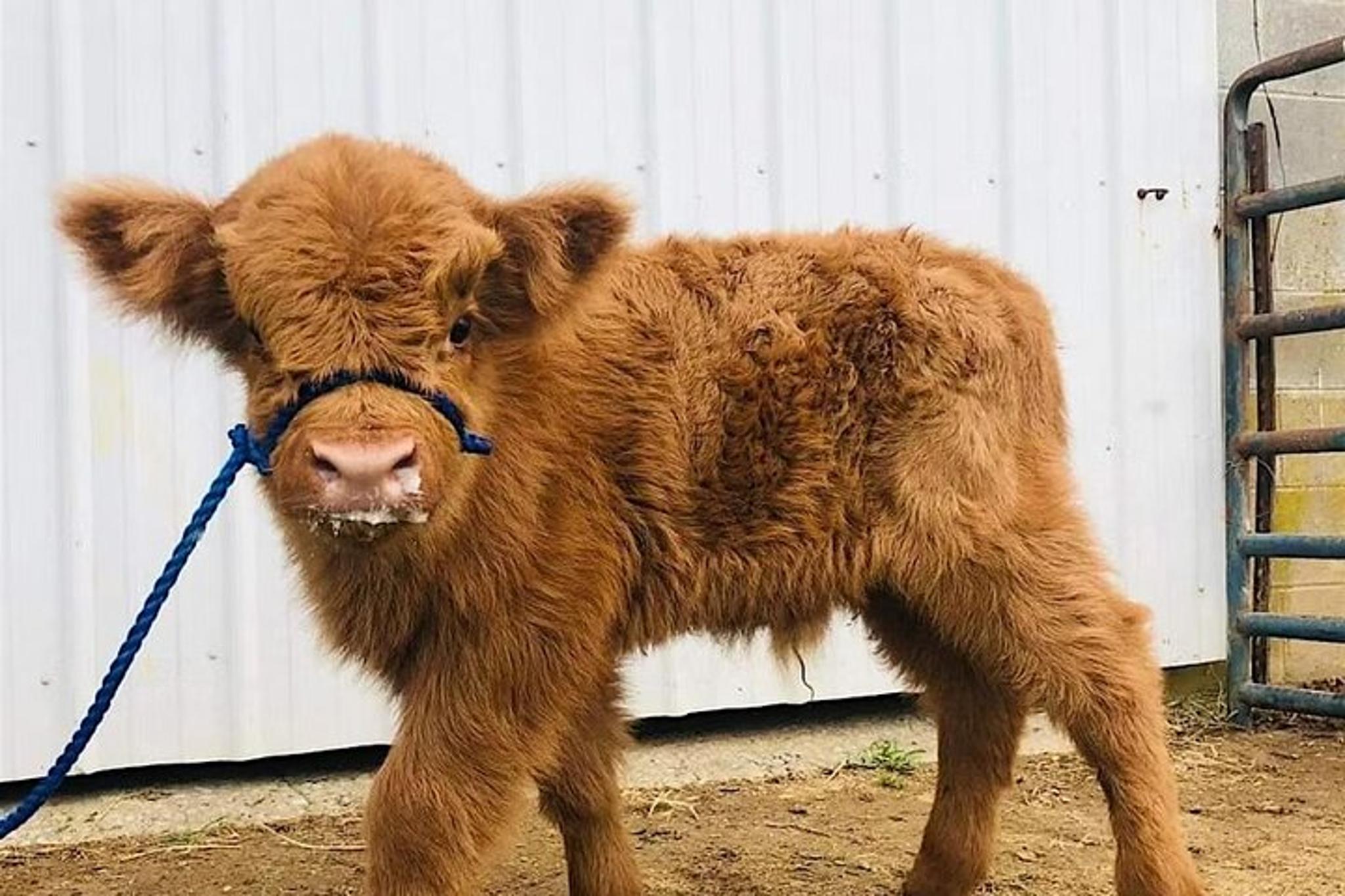 Fredericksburg Cow Cuddling Experience