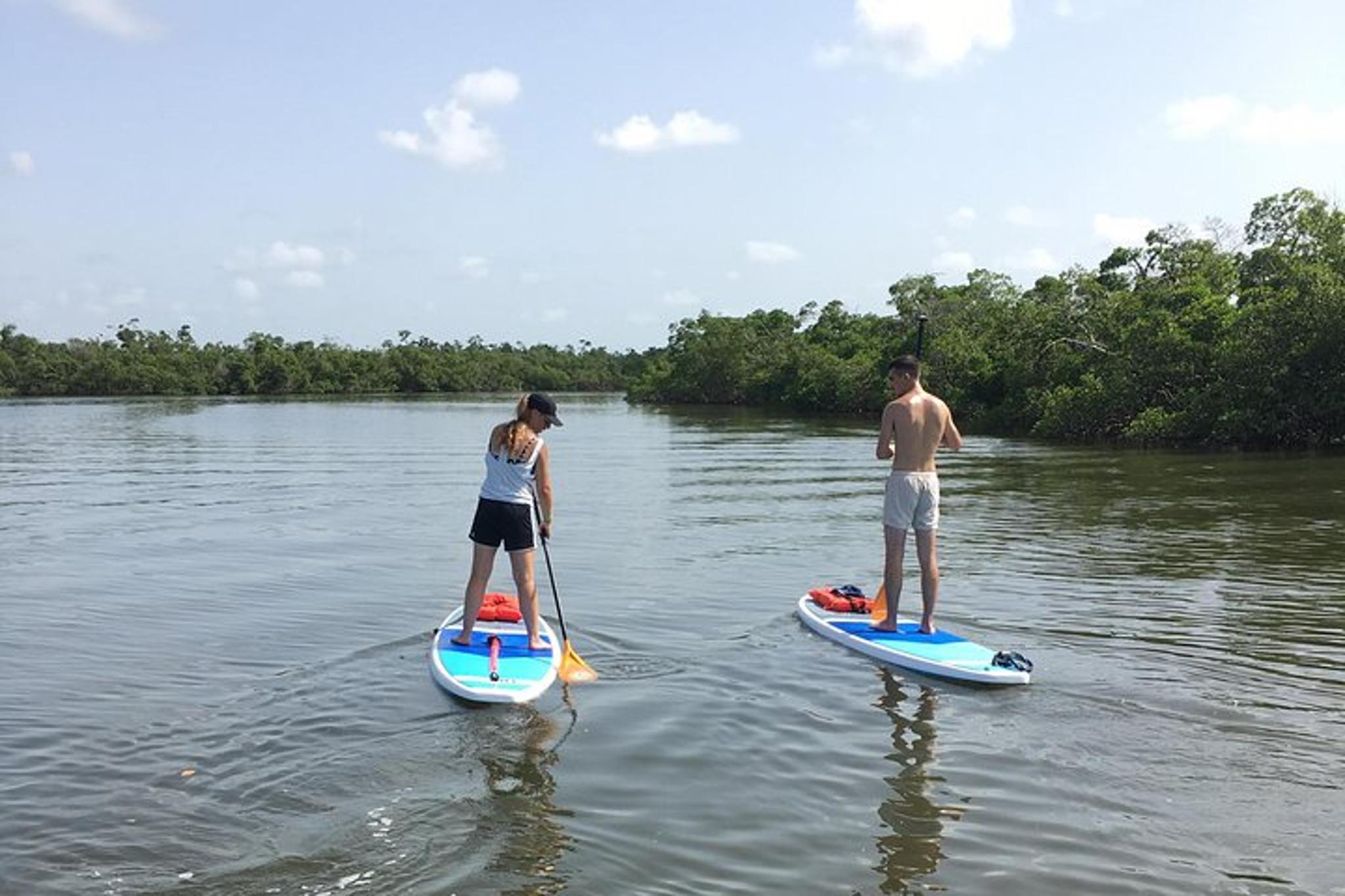 Naples Paddleboard Mangrove Forest Tour 90 Min - Image 3