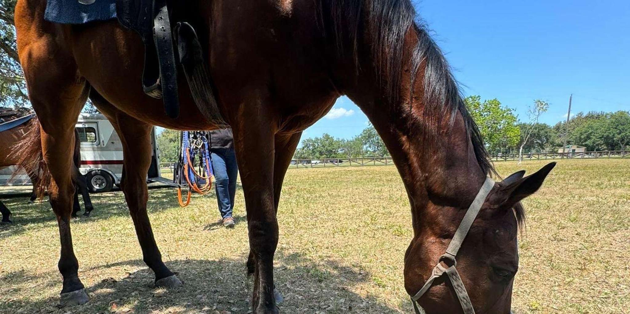 Miami Horseback Riding in South Beach 1 hr - Image 4
