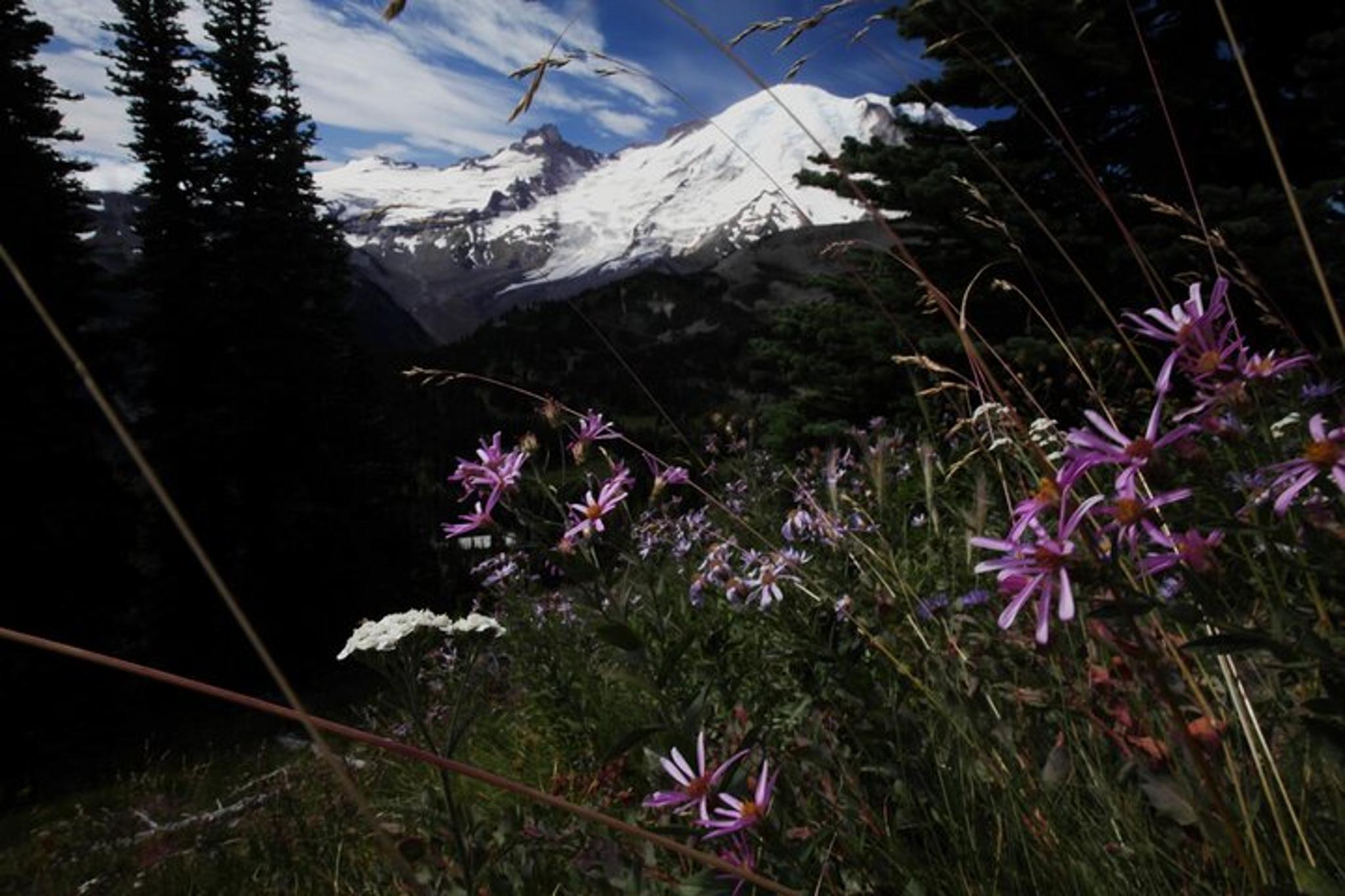 Seattle Mt. Rainier Private Tour - Image 2
