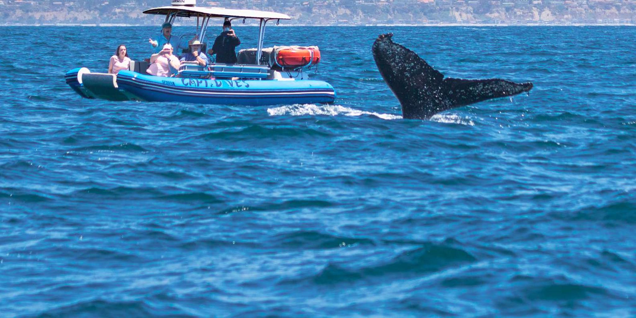 Dana Point Zodiac-Style Whale Watching Safari - Image 3