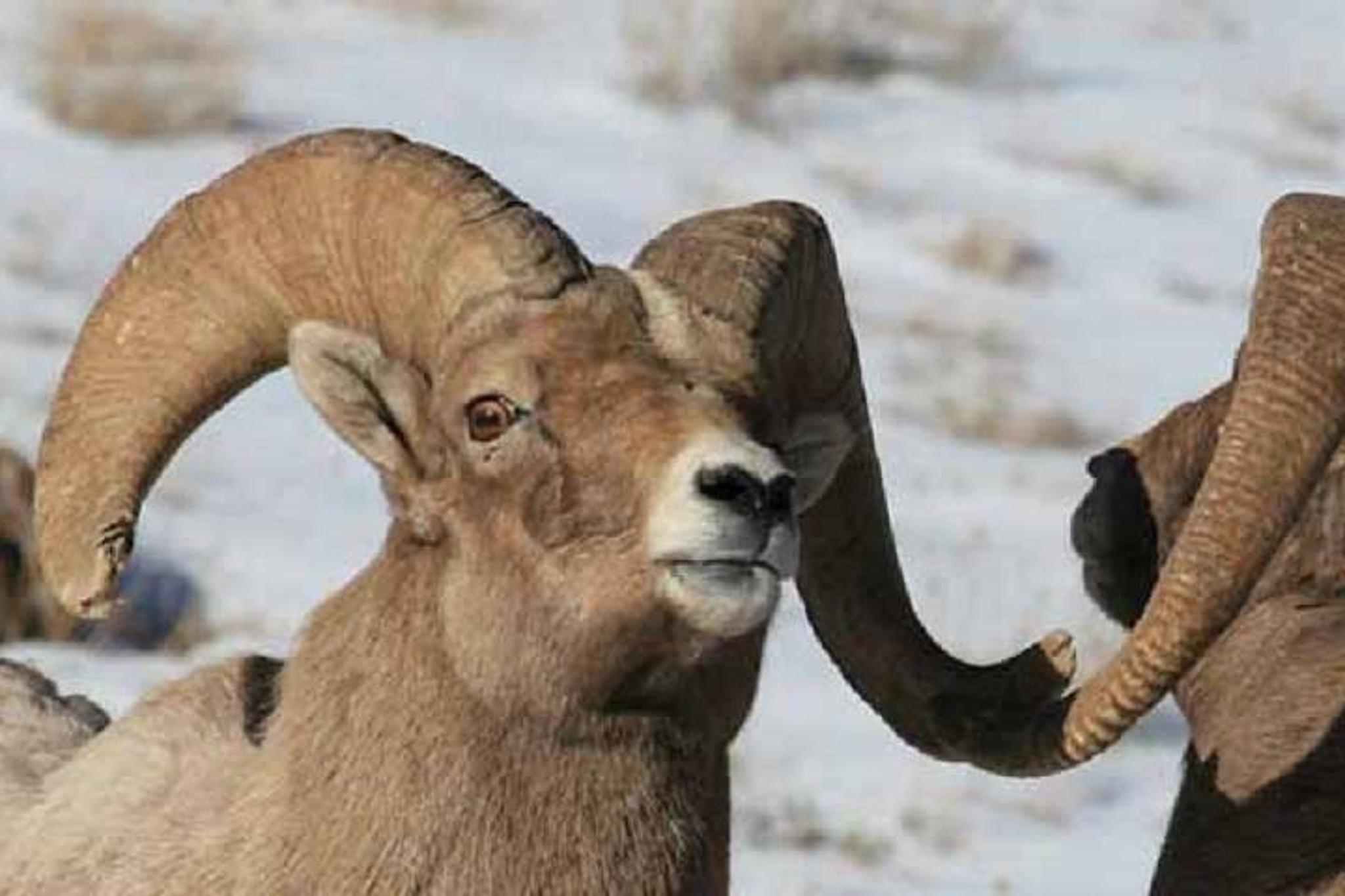 Jackson Hole Wildlife Tour in Grand Teton Park - 4 hr - Image 6