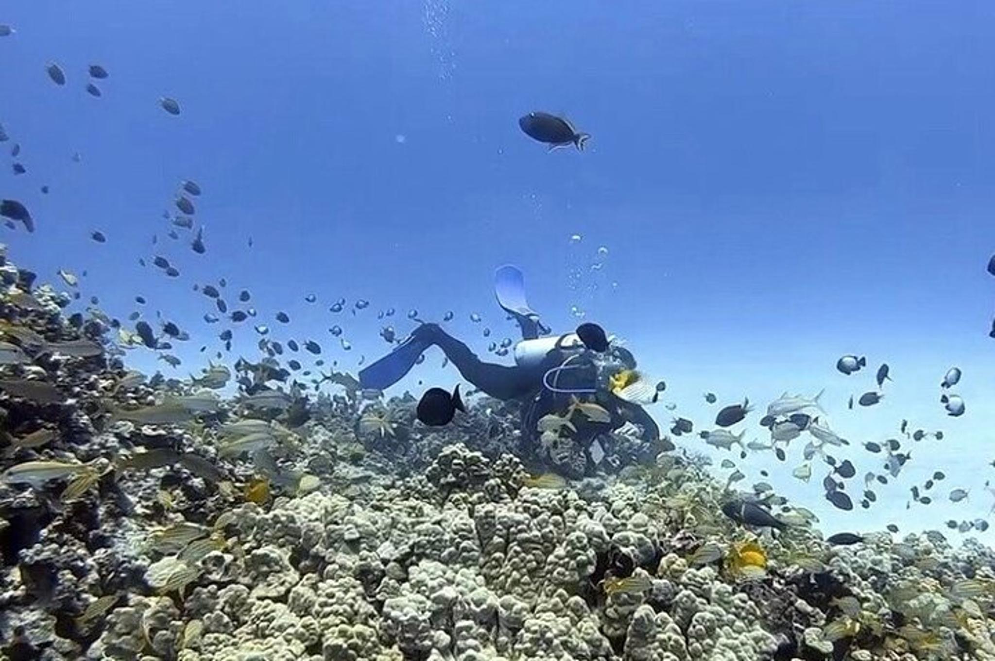 Kona Shore Dive or Refresher Dive