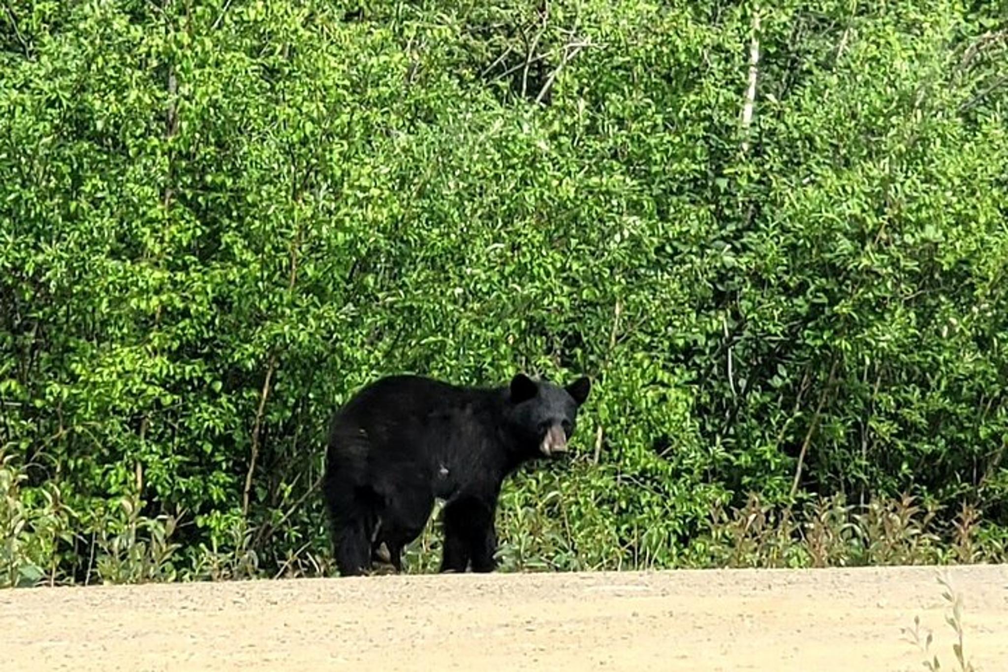 Fairbanks Arctic Circle Expedition - Image 4