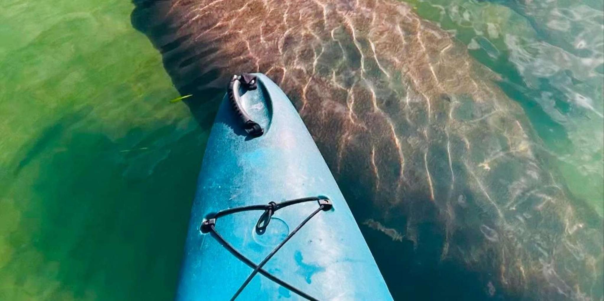 Sarasota Mangrove Kayak Tour with Hidden Beach - Image 4