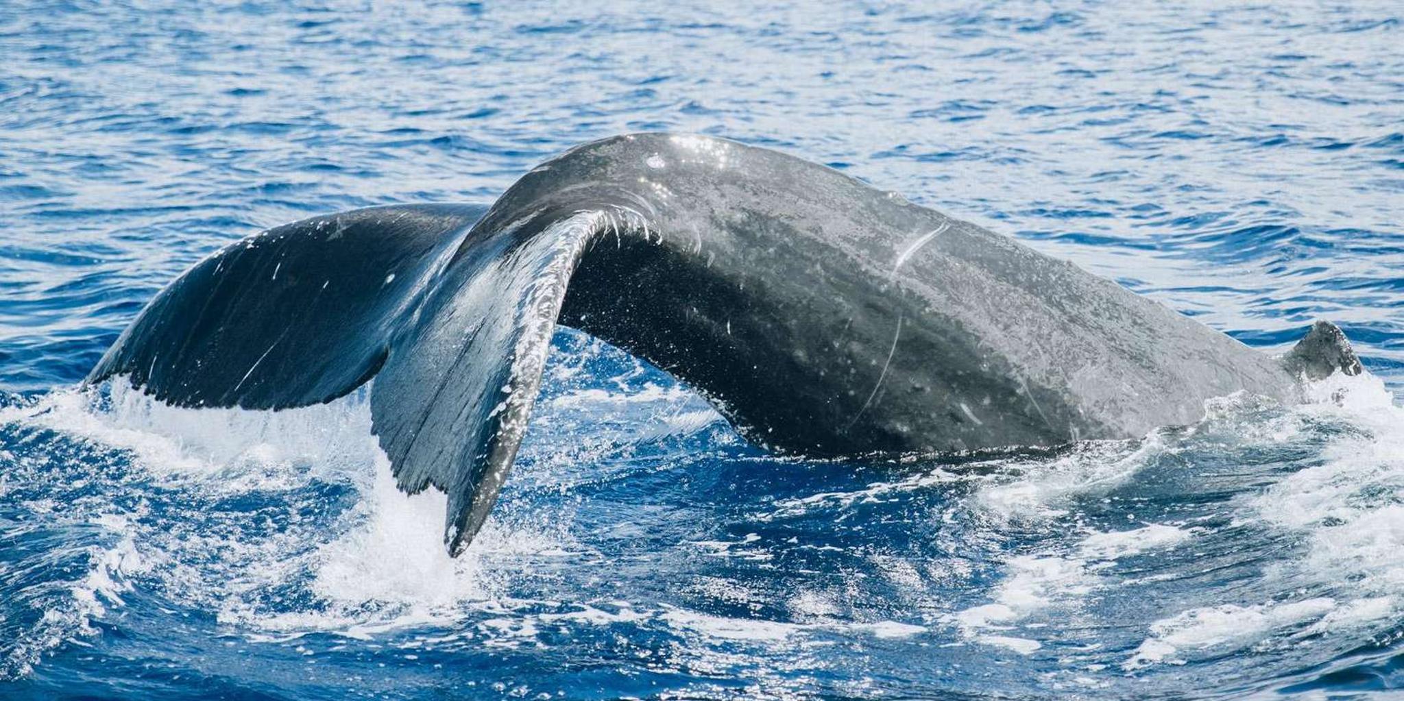 Lahaina Whale Watching Catamaran Tour 2 hr - Image 4