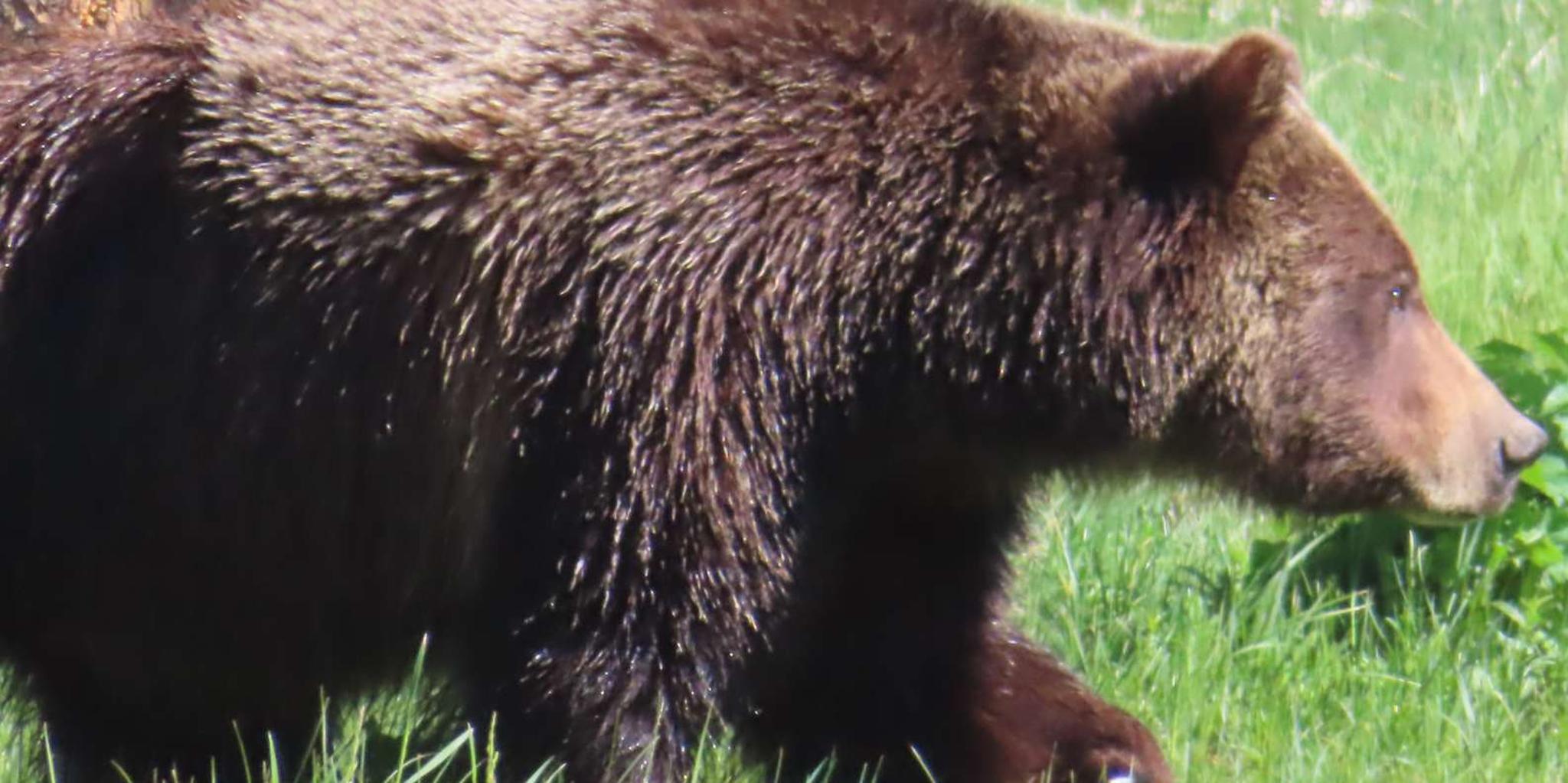 West Yellowstone Wildlife Tour - Image 5