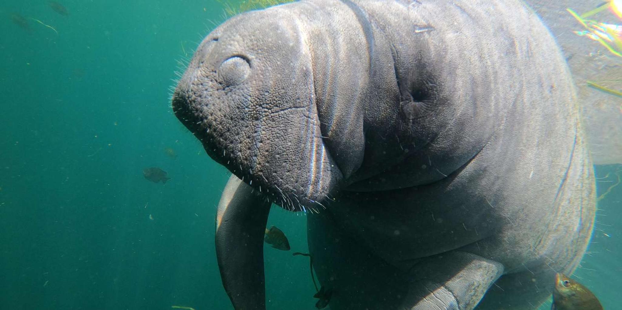 Crystal River Manatee Snorkeling Tour 3 hr