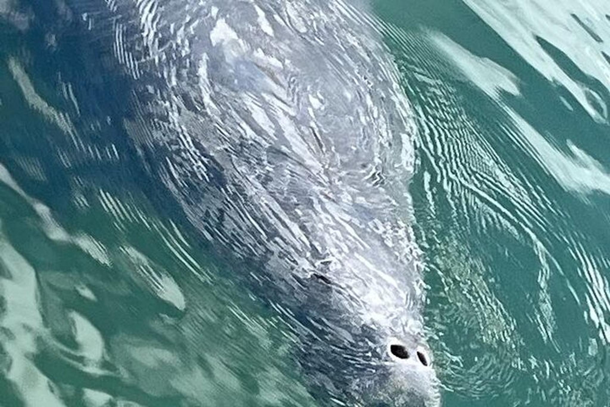 Crystal River Eco Tour in Kings Bay - Image 6