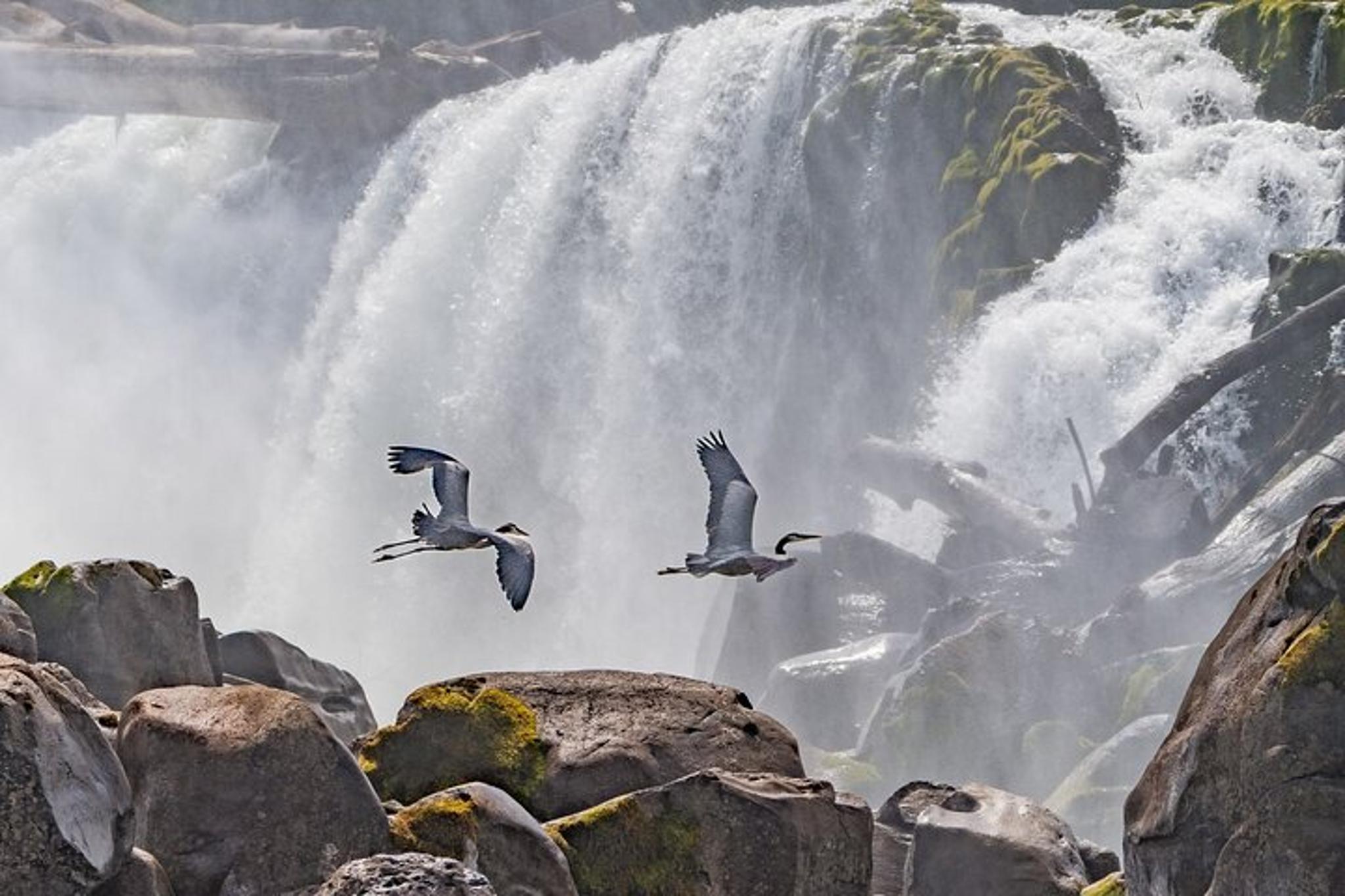 Portland Wildlife and Nature River Cruise 2 hr - Image 1