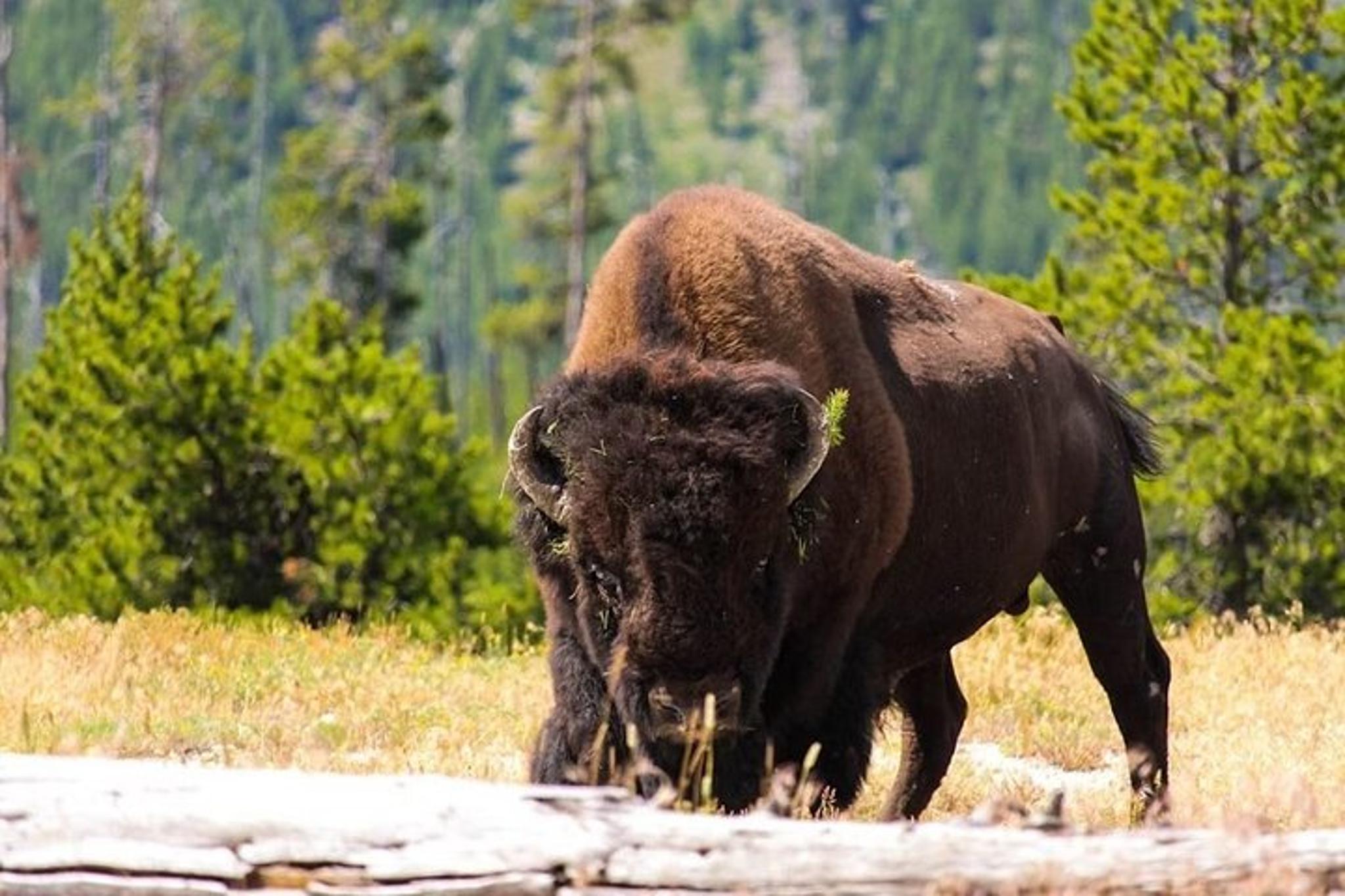 Yellowstone Park Private Full Day Tour - Image 3