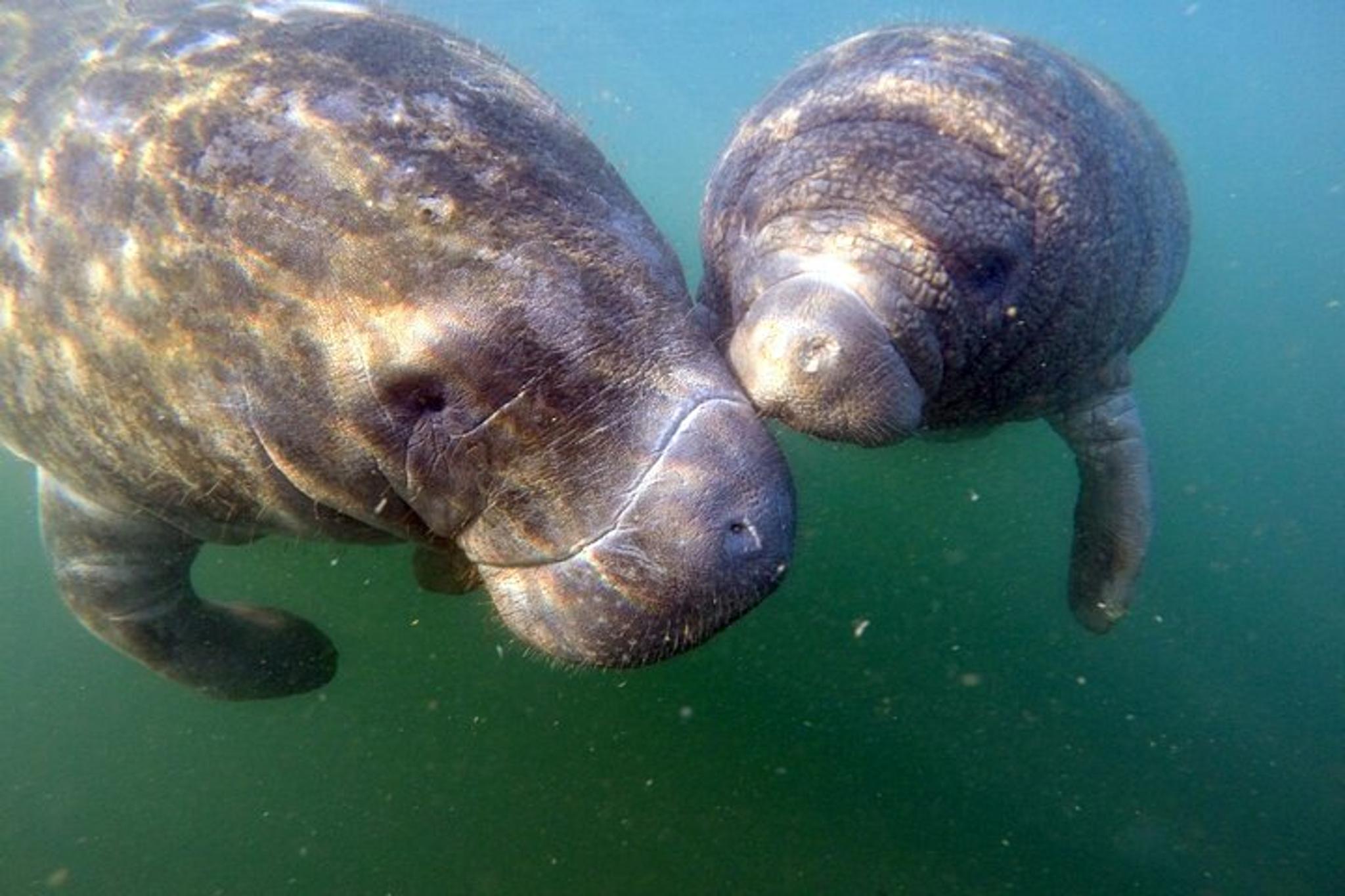Crystal River Manatee Snorkel Tour 3 Hr - Image 5