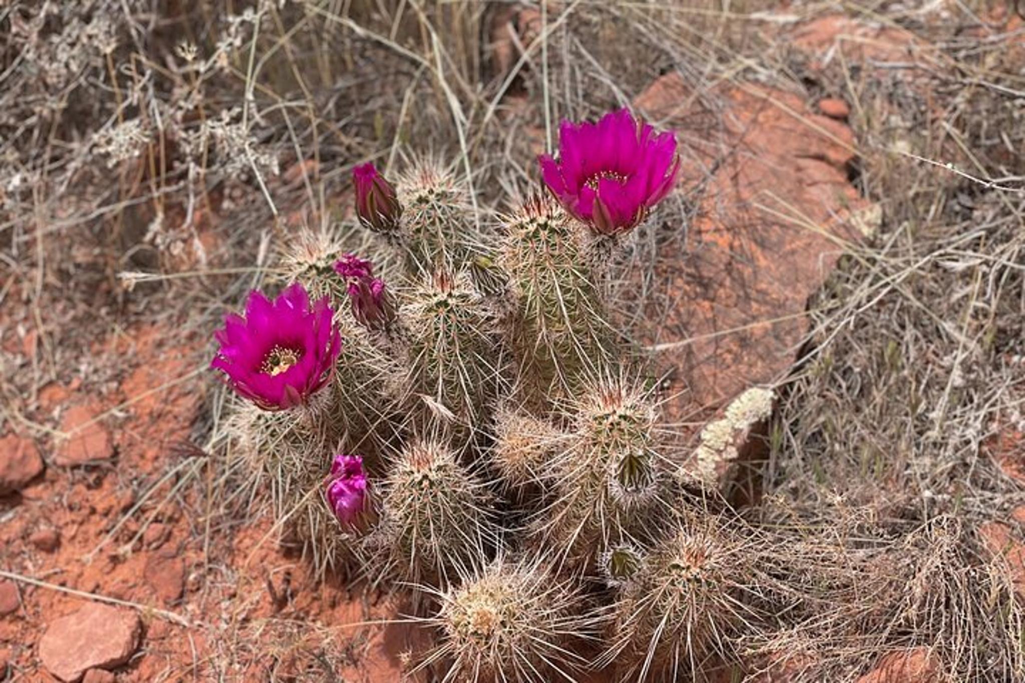Sedona Couples Healing Hike - Image 5