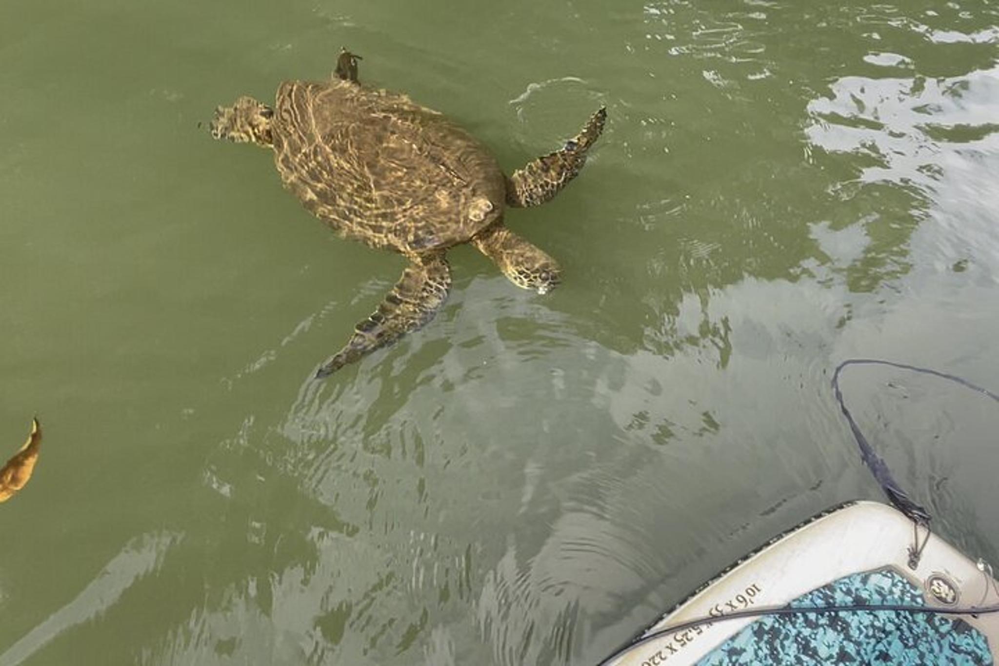 Haleiwa Paddle Board Rental on Anahulu River - Image 6