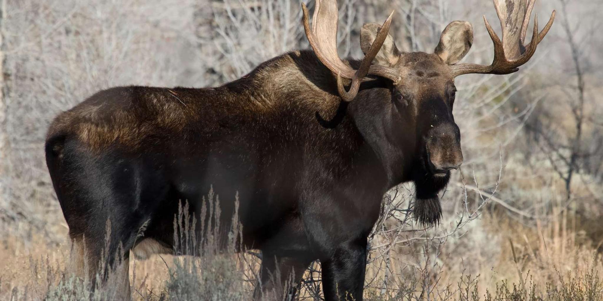 Grand Teton Wildlife Safari 1 hr - Image 4