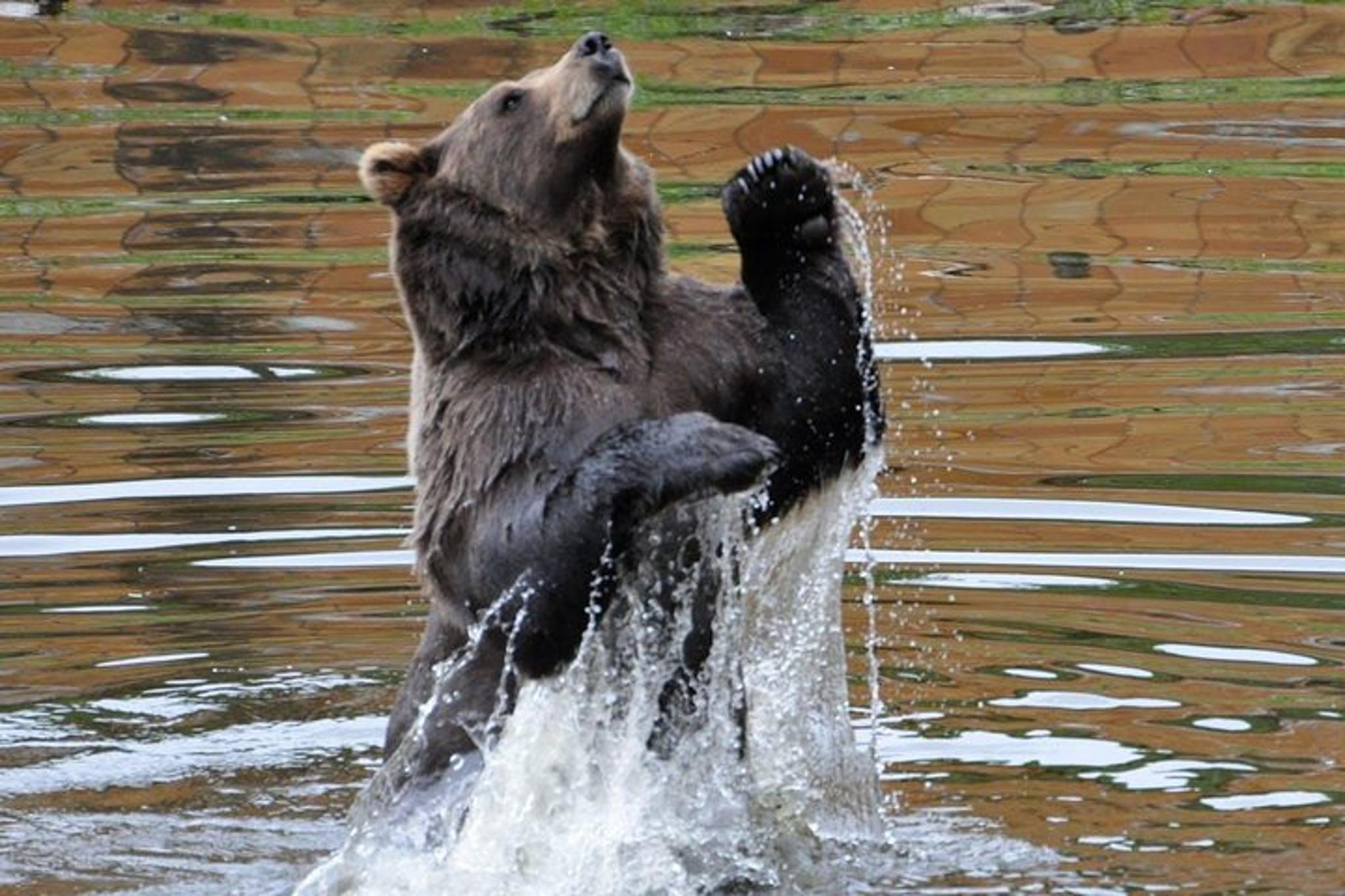 Sitka Scenic Tour - Image 6